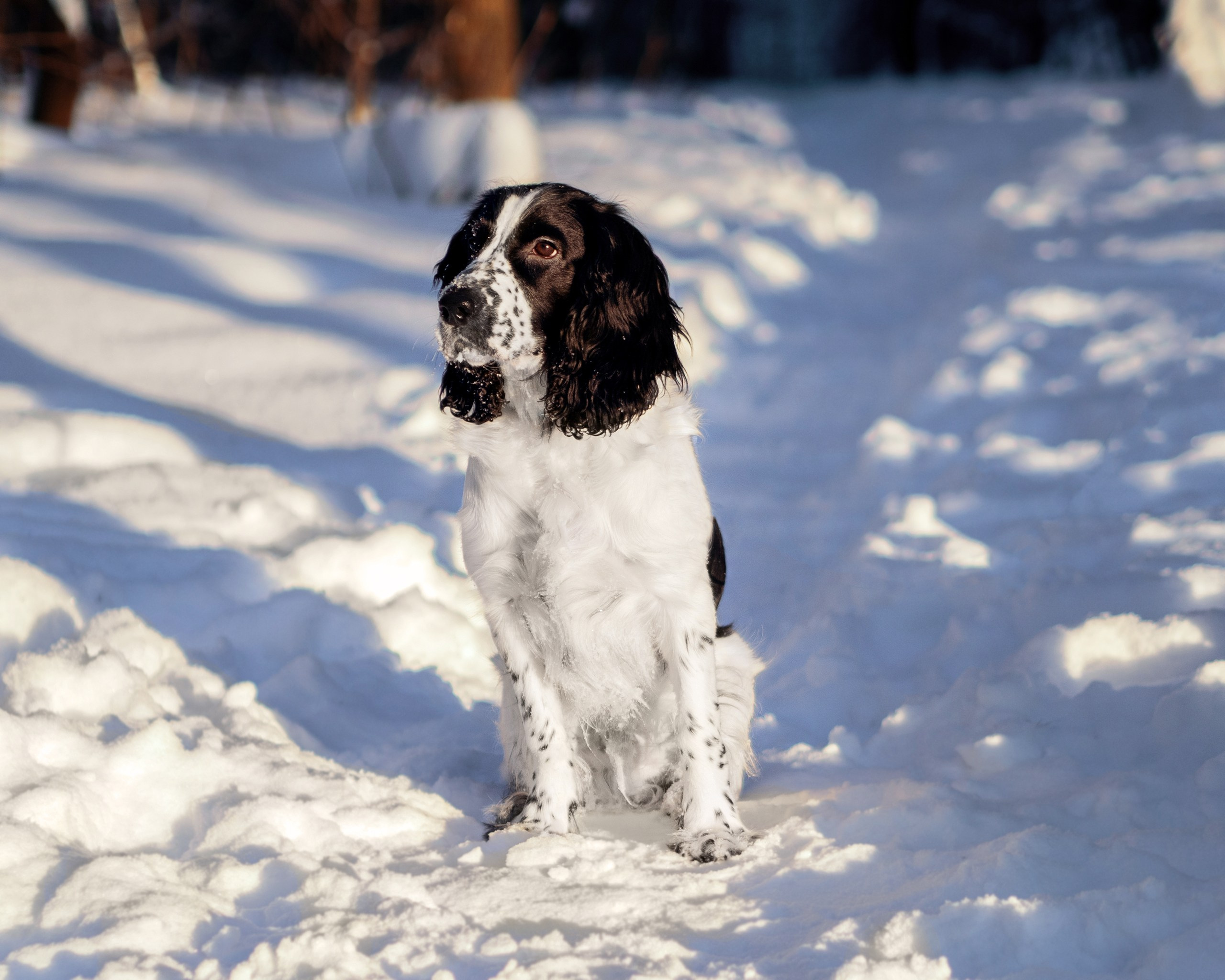 Саша и Стив