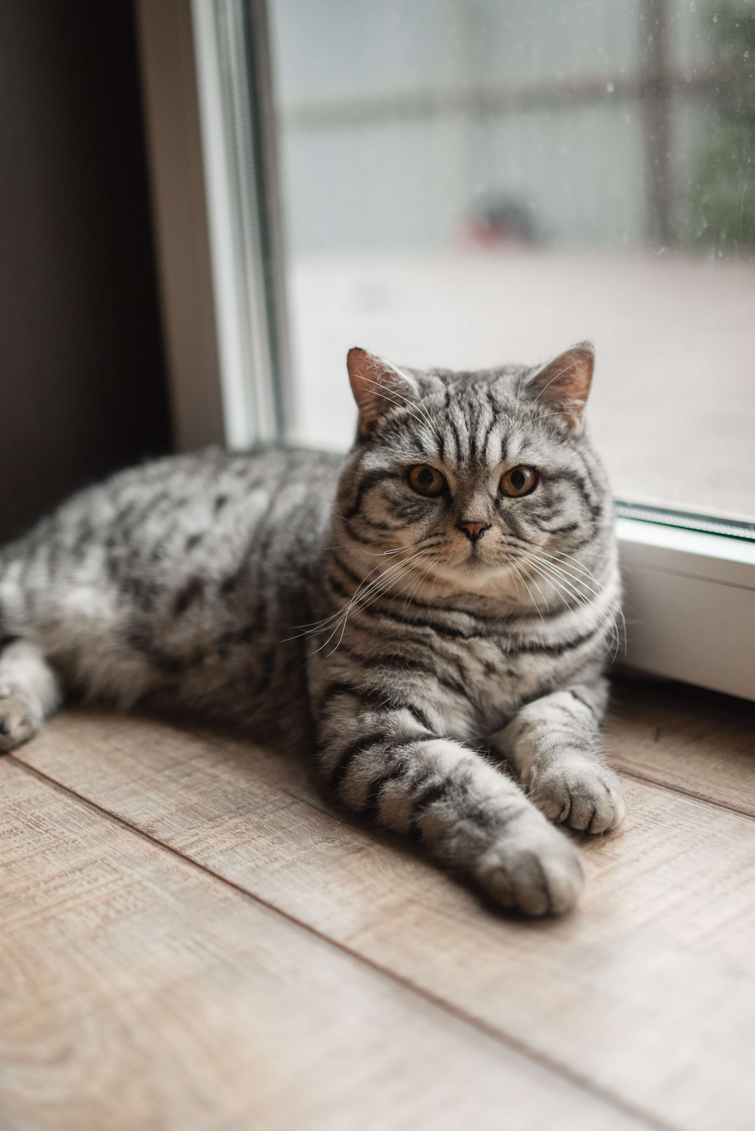 Оксана Сергей Ваня и Егор. Семейный фотограф Ирина Сгибнева