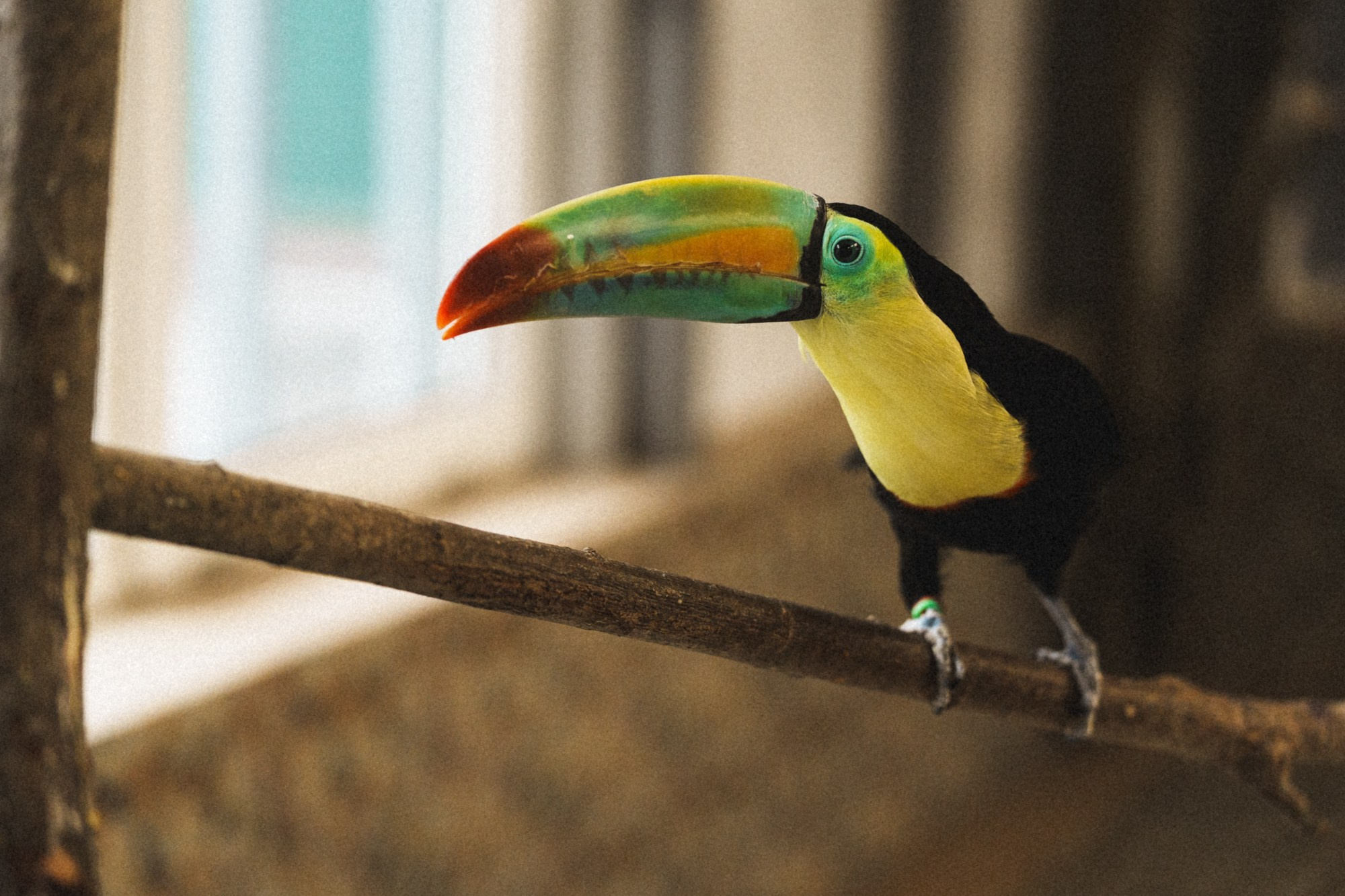 Карельский зоопарк. Zekons. Фото, видео, нейросети