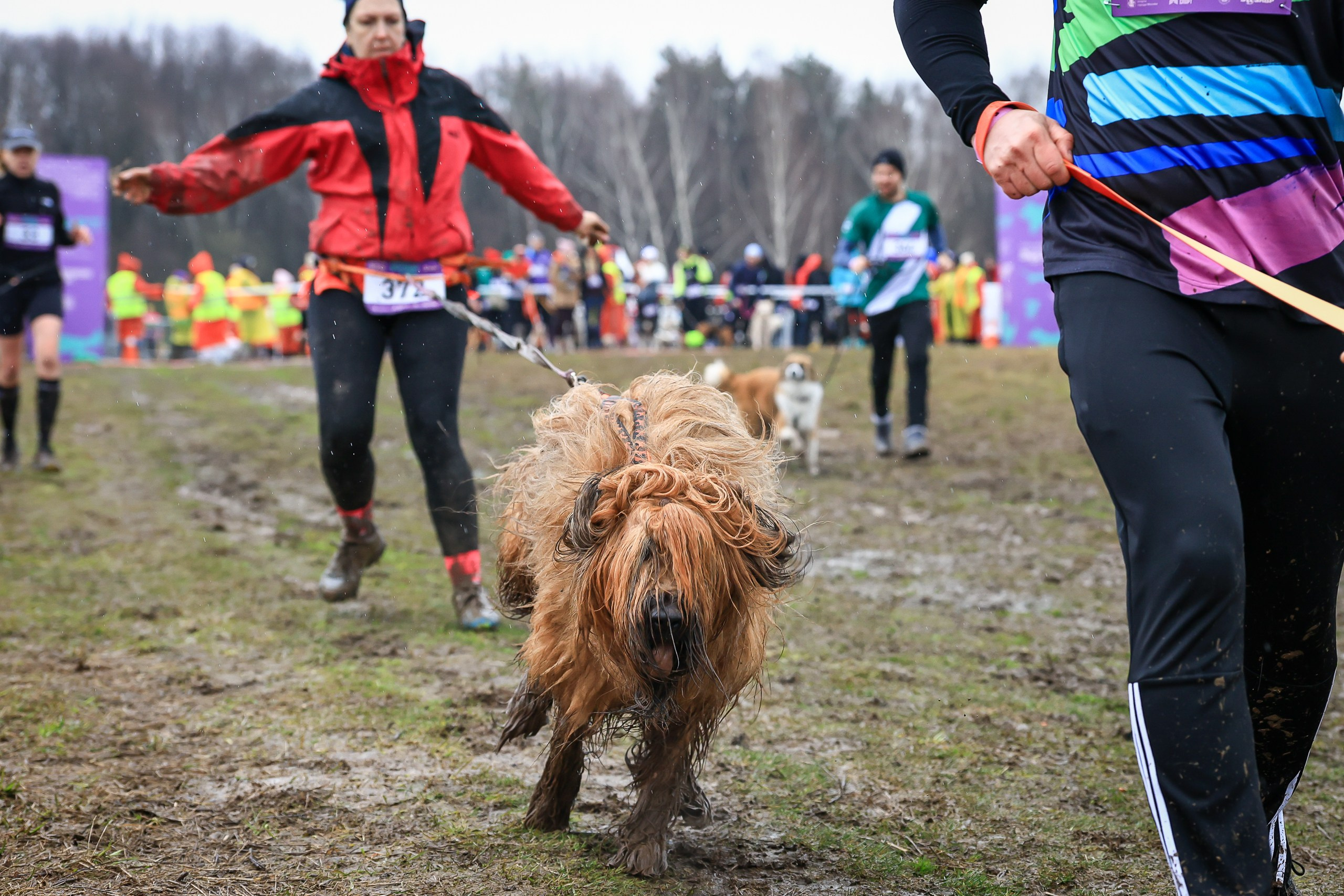 Быстрый Пёс!. Свадебная фотосъёмка в Москве, Туле