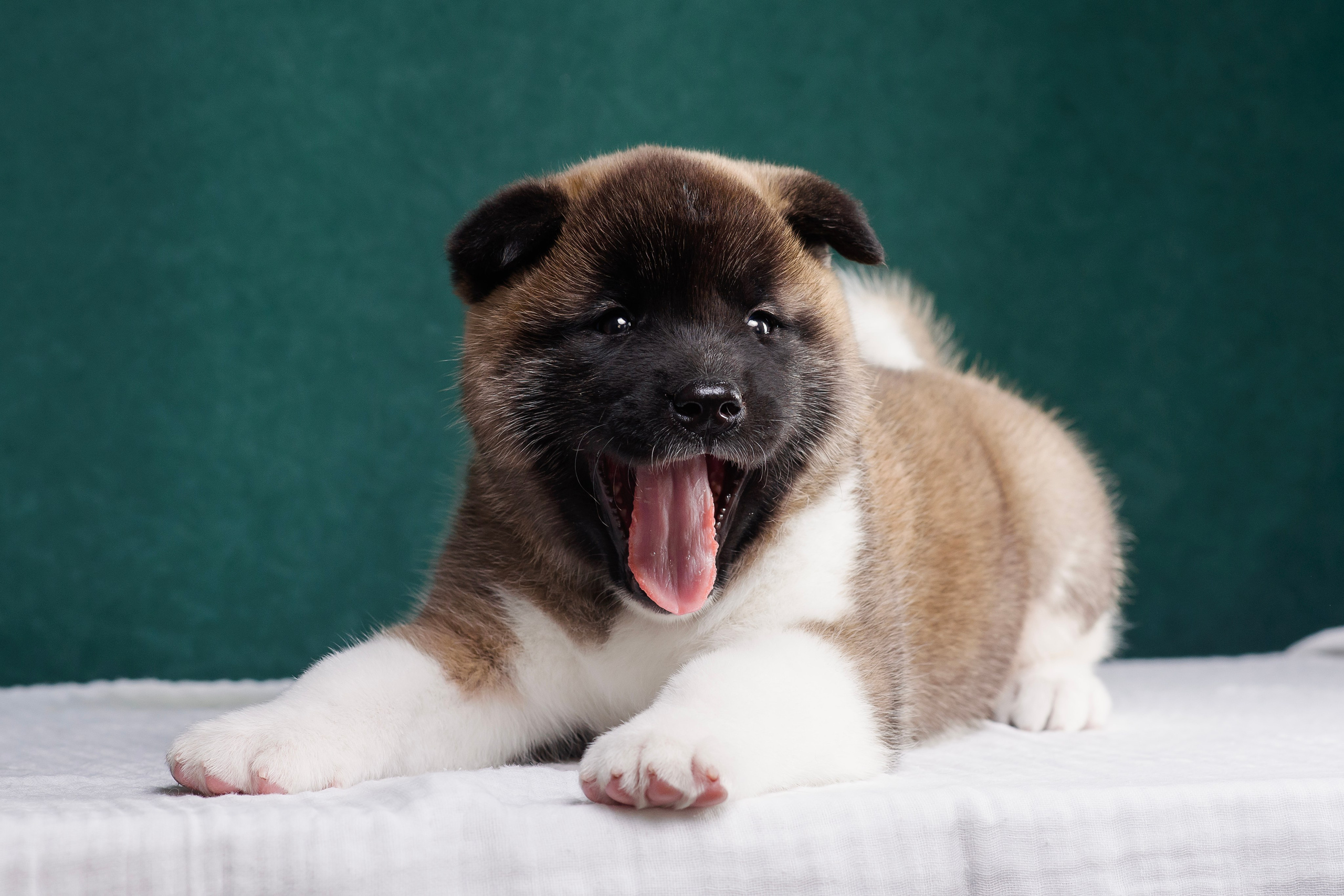 Щенки Американской Акиты. Фотограф — Анималист | Анна Абрамова