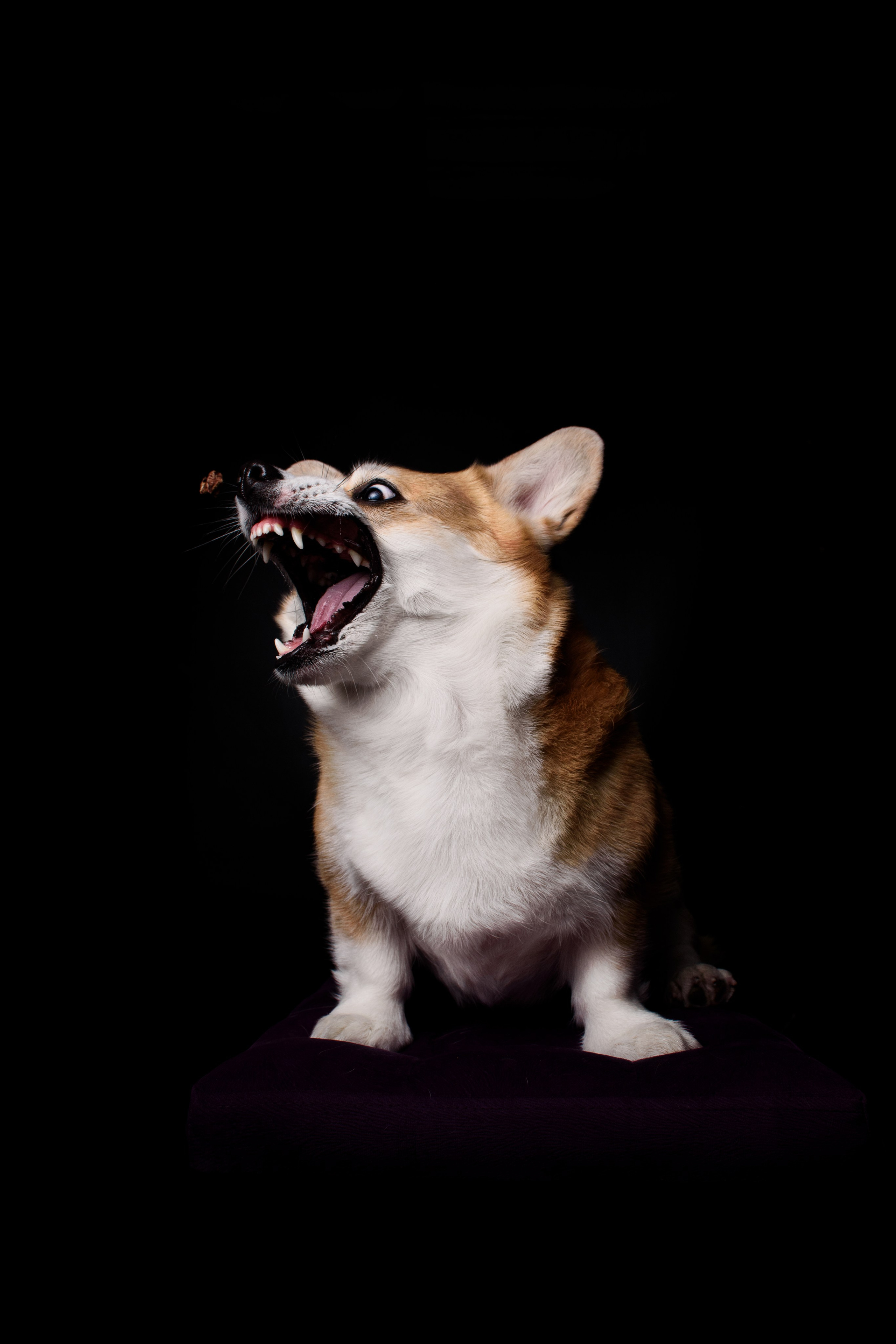 Лея на чёрном — 05.01.2024. Фотограф — Анималист | Анна Абрамова