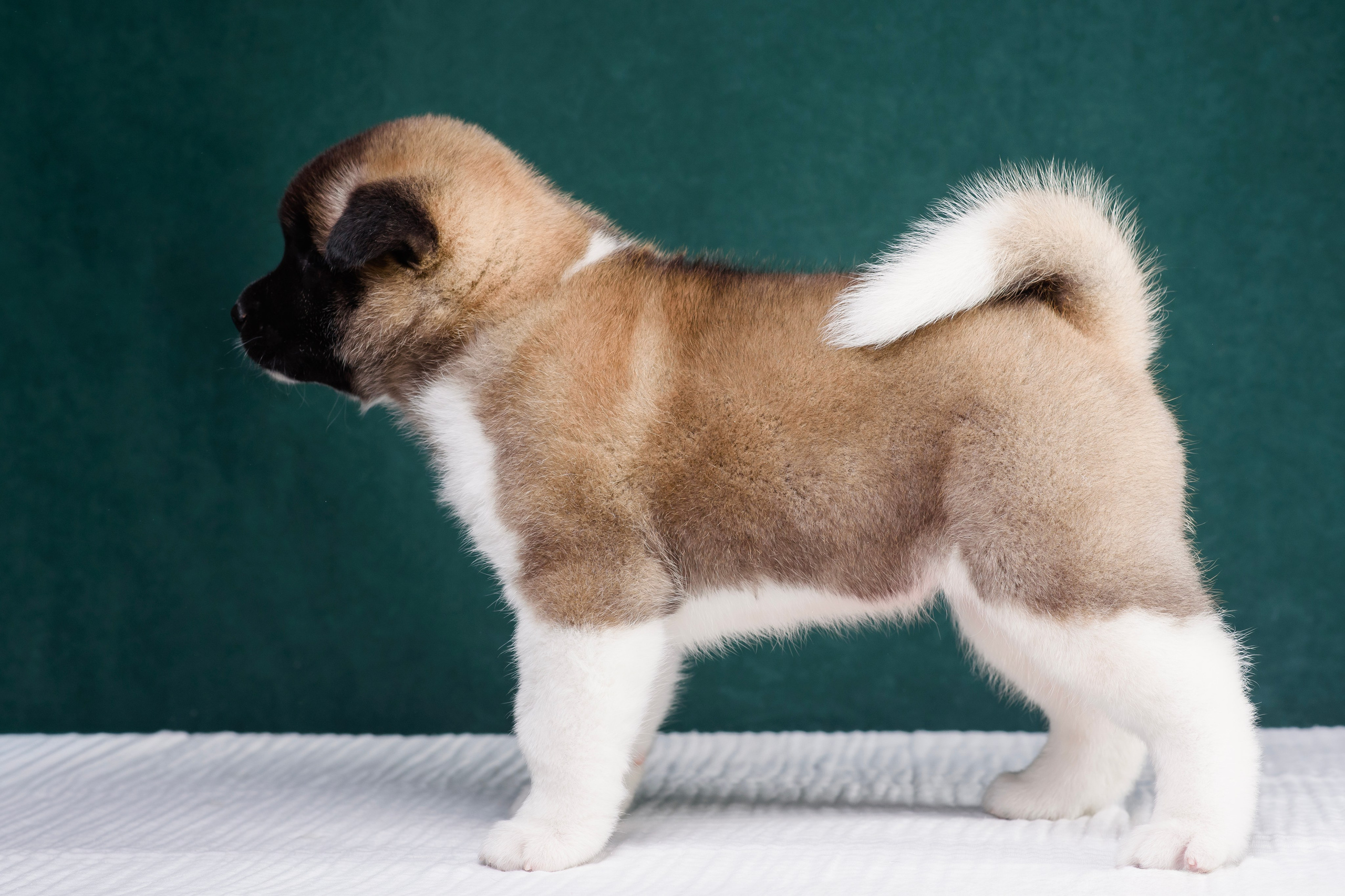 Щенки Американской Акиты. Фотограф — Анималист | Анна Абрамова