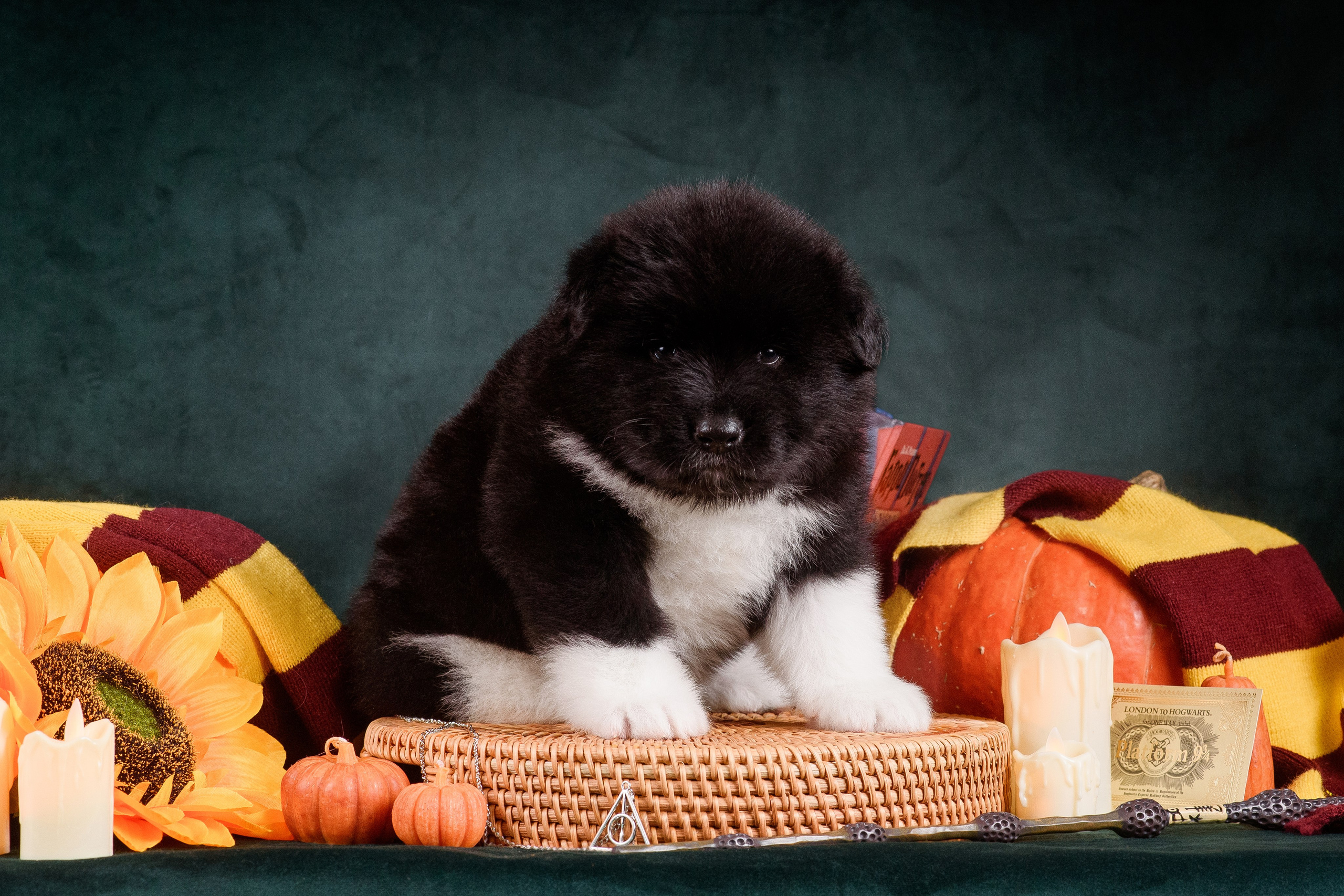 Щенки Американской Акиты — 04.11.2024. Фотограф — Анималист | Анна Абрамова