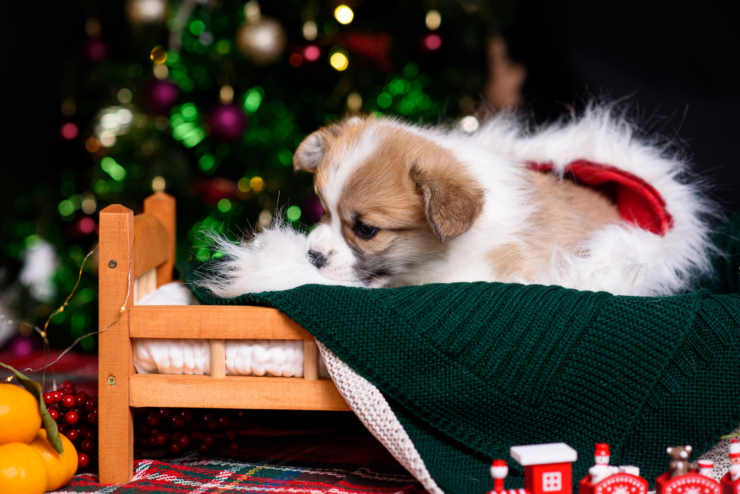 Щенки вельш корги пемброк. Фотограф — Анималист | Анна Абрамова