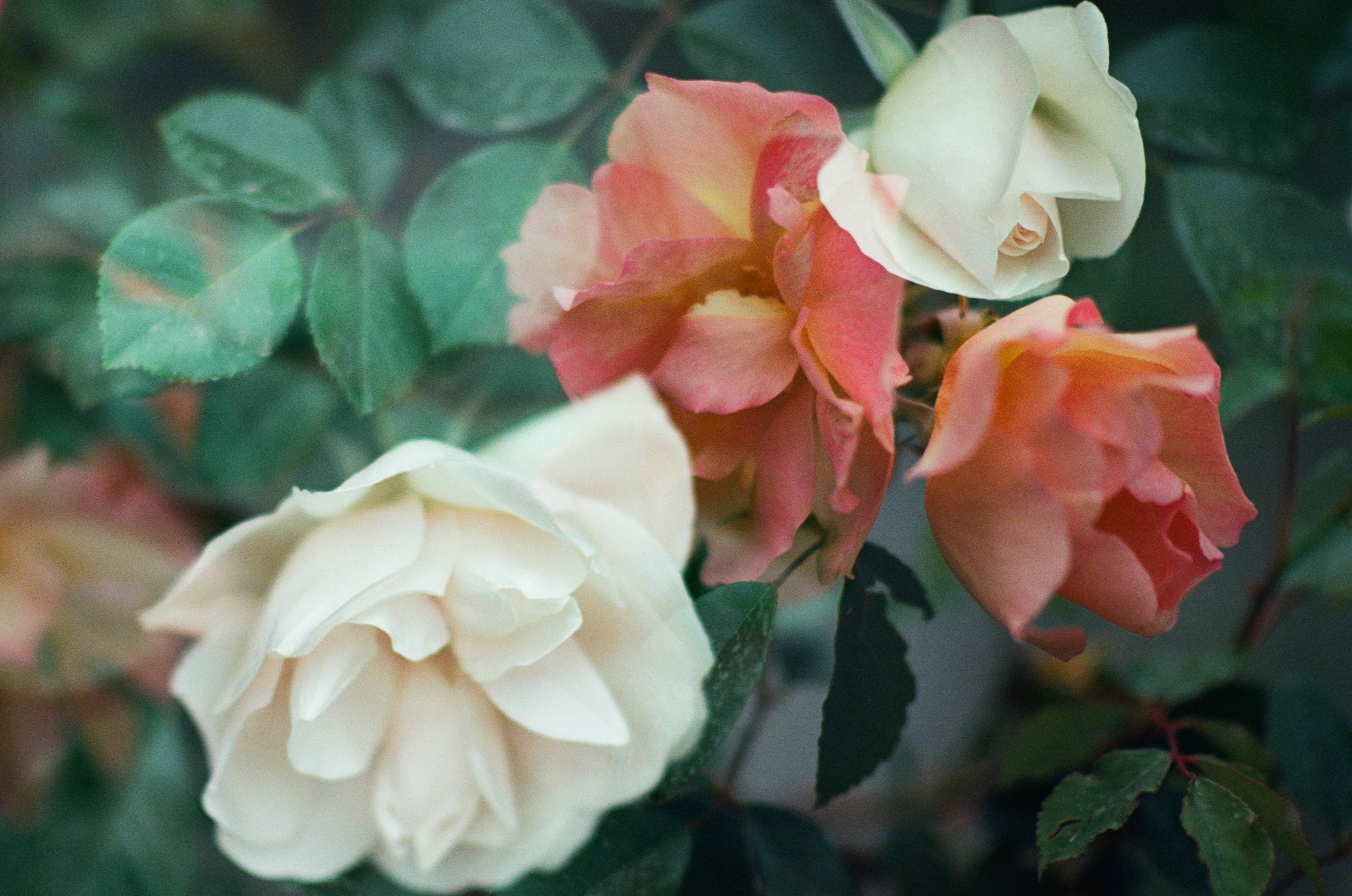 Pain shopping // ukraine, crimea VI. EVER EXPOSED