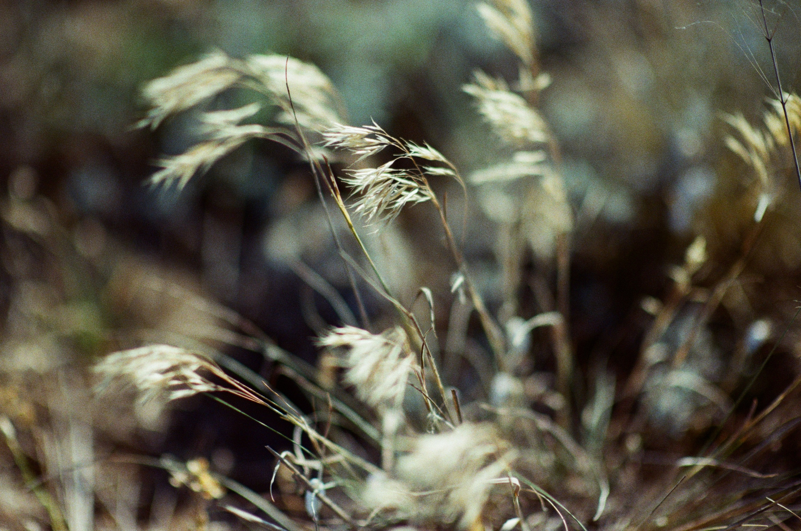 Silver strings // ukraine, crimea VII. EVER EXPOSED