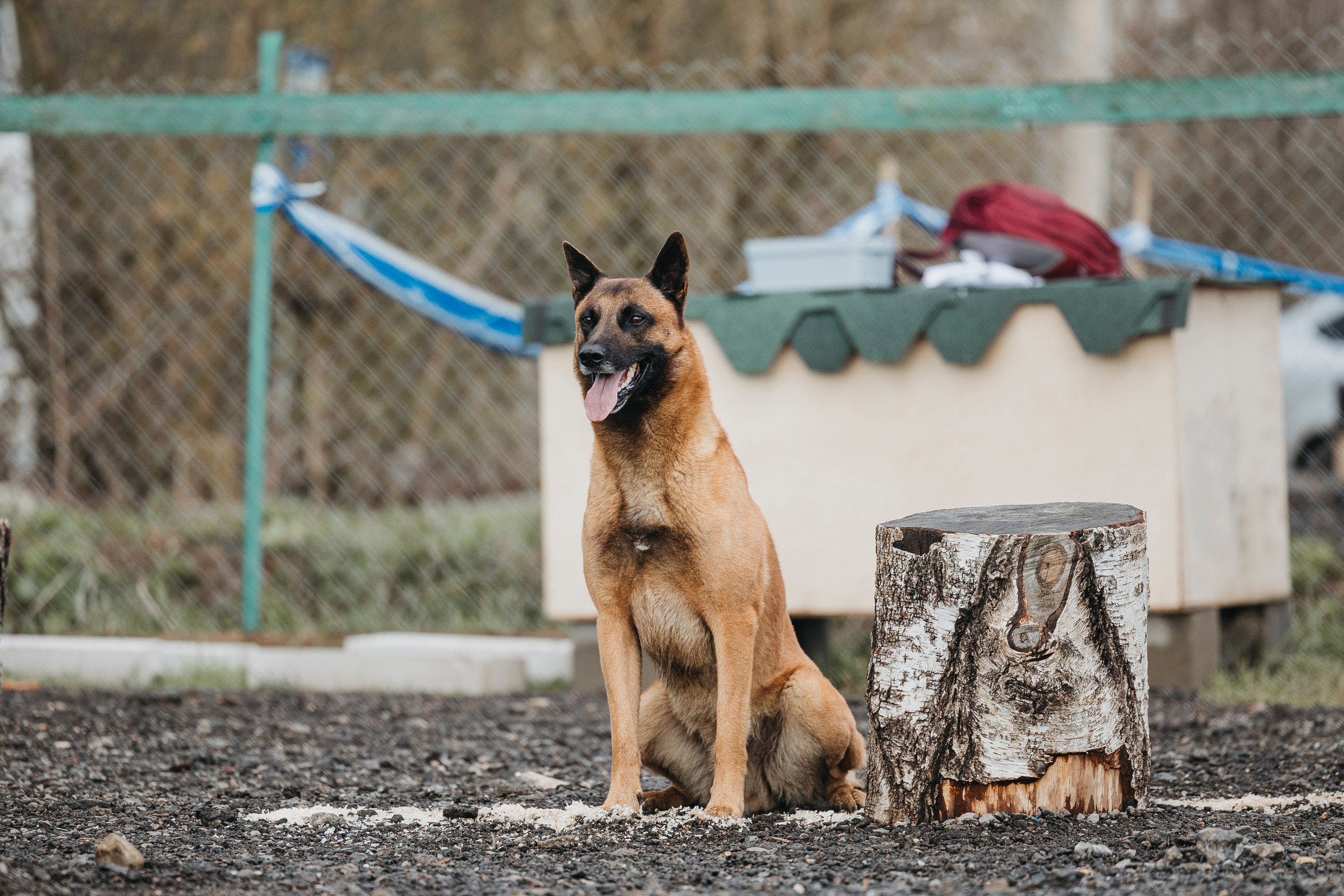 09.05.25 Вологда соревнования. Фотограф-анималист Анна Маринич