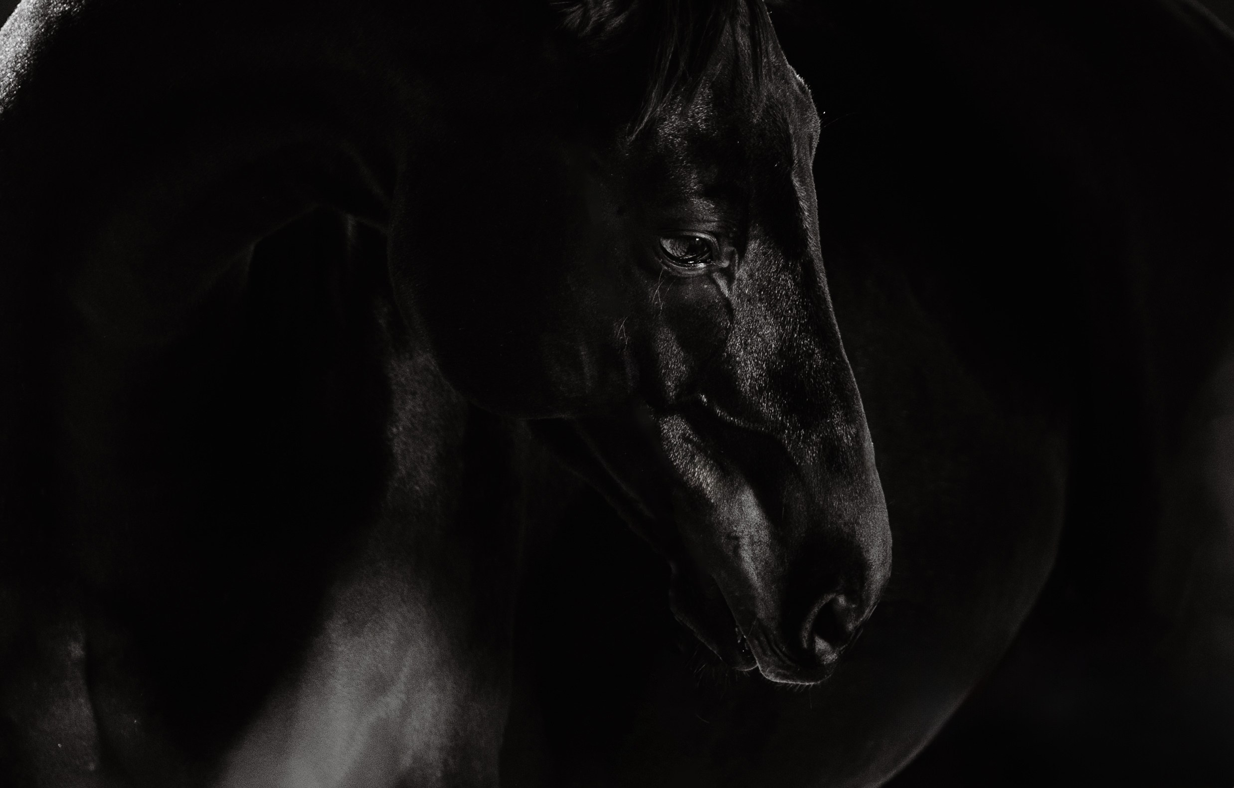 Разное. Фотограф-анималист Ксендзова Кристина