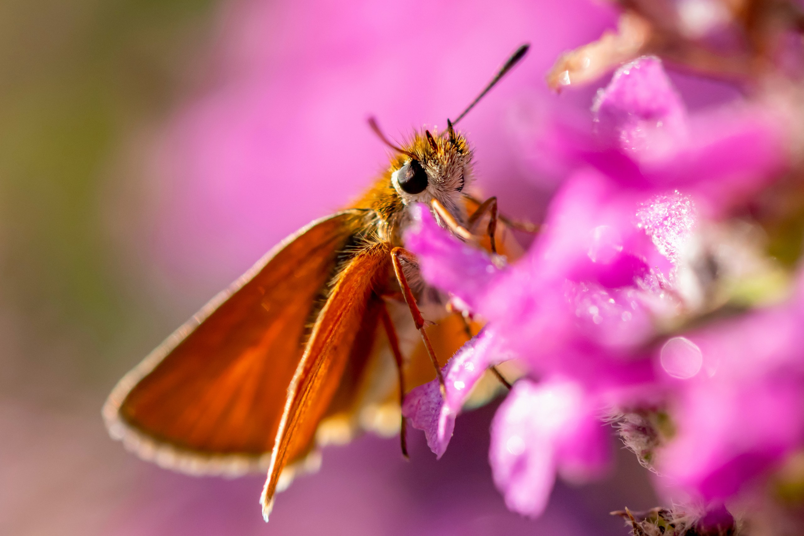 Макрофотосъёмка. Foto-Zuev фотография как искусство