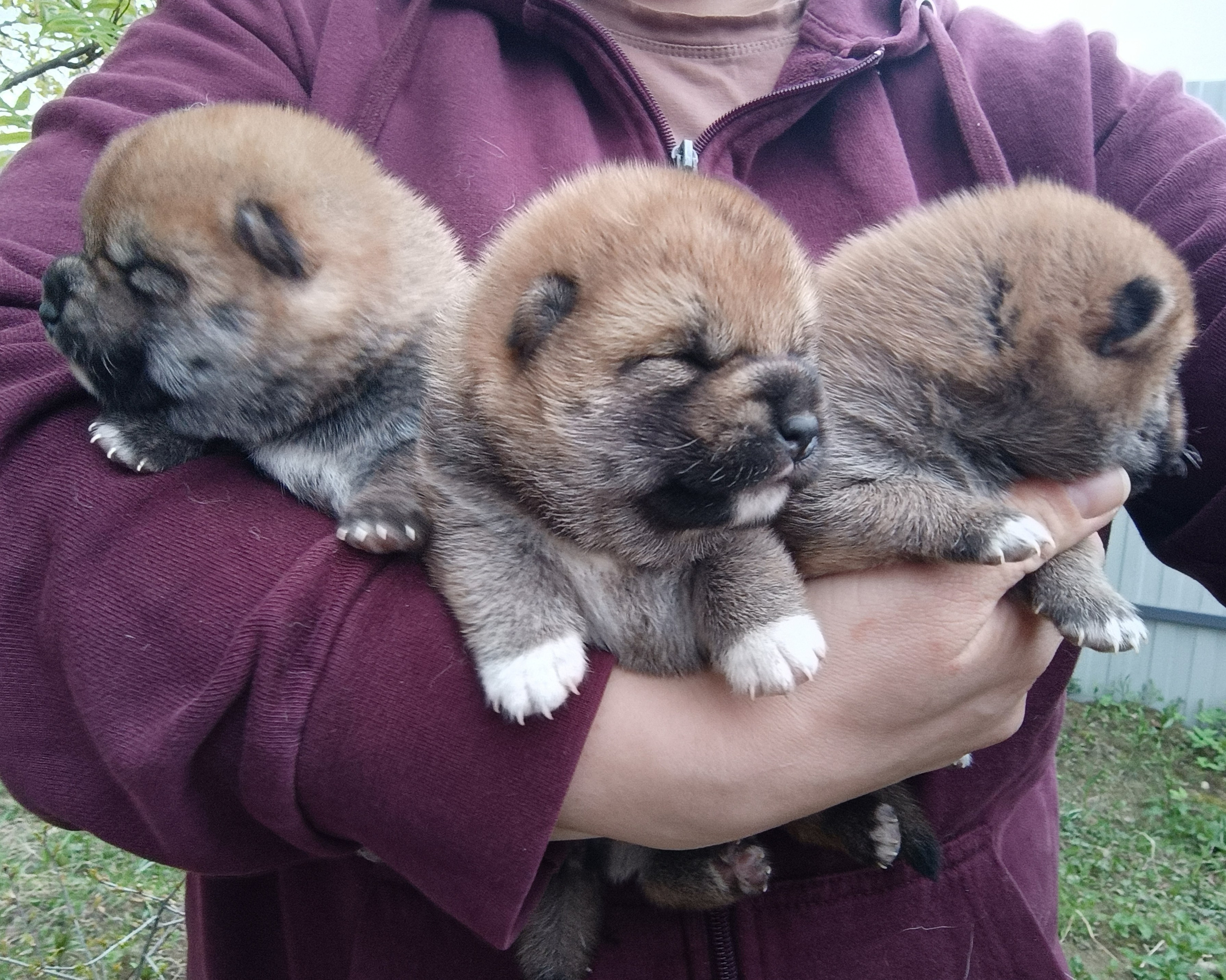 сиба питомник Рубилайт щенки на продажу rubylight  сиба щенки купить СПб Санкт-Петербург