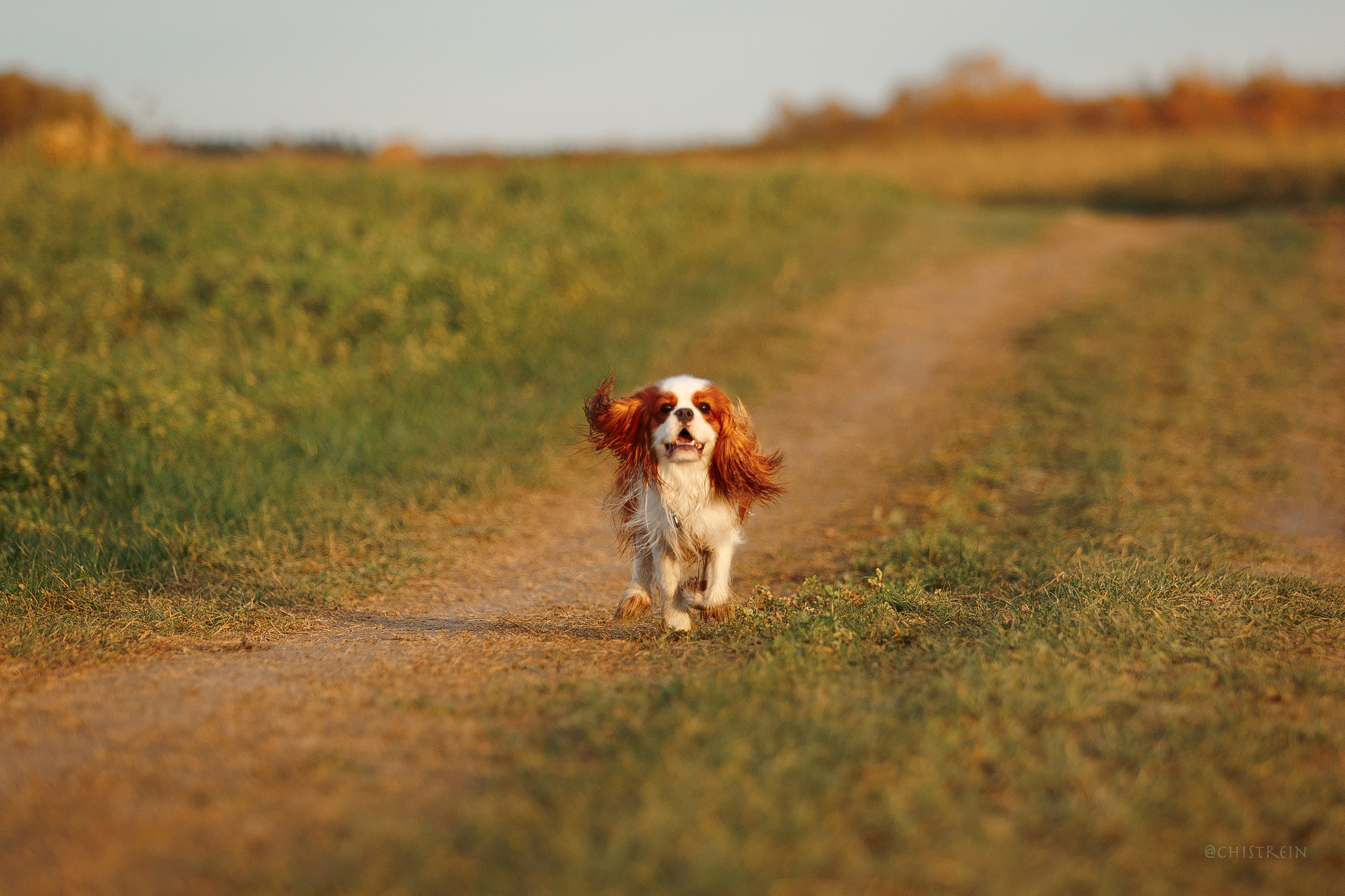 Октябрьский закат в полях. Алина и Лео. Фотограф-анималист Наталия Чистюхина в г. Сосновый Бор и ЛО