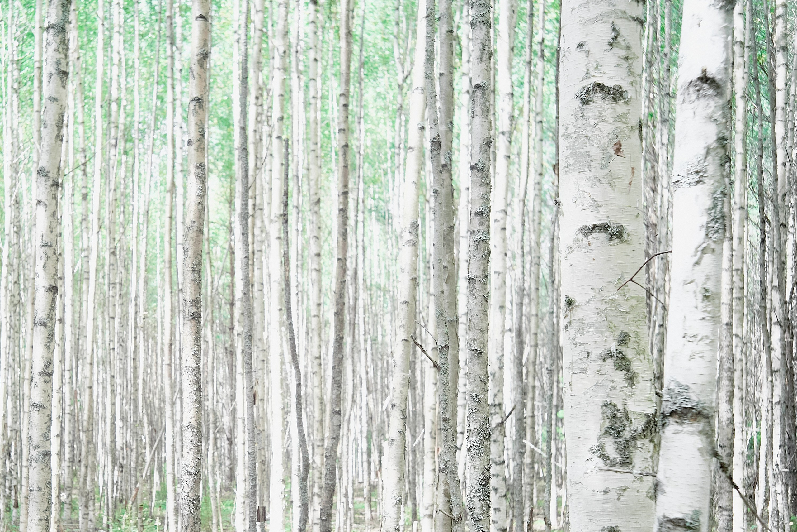 Пейзажи. Фотограф и оператор мероприятий, концертов и портретов в городе Москва