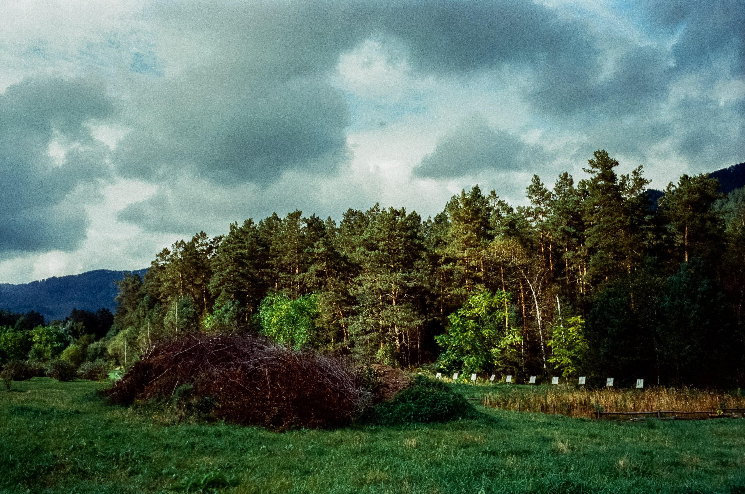 Горно-Алтайский ботанический сад / 13 сентября 2024 года / Minox 35 GT / SFL 250D