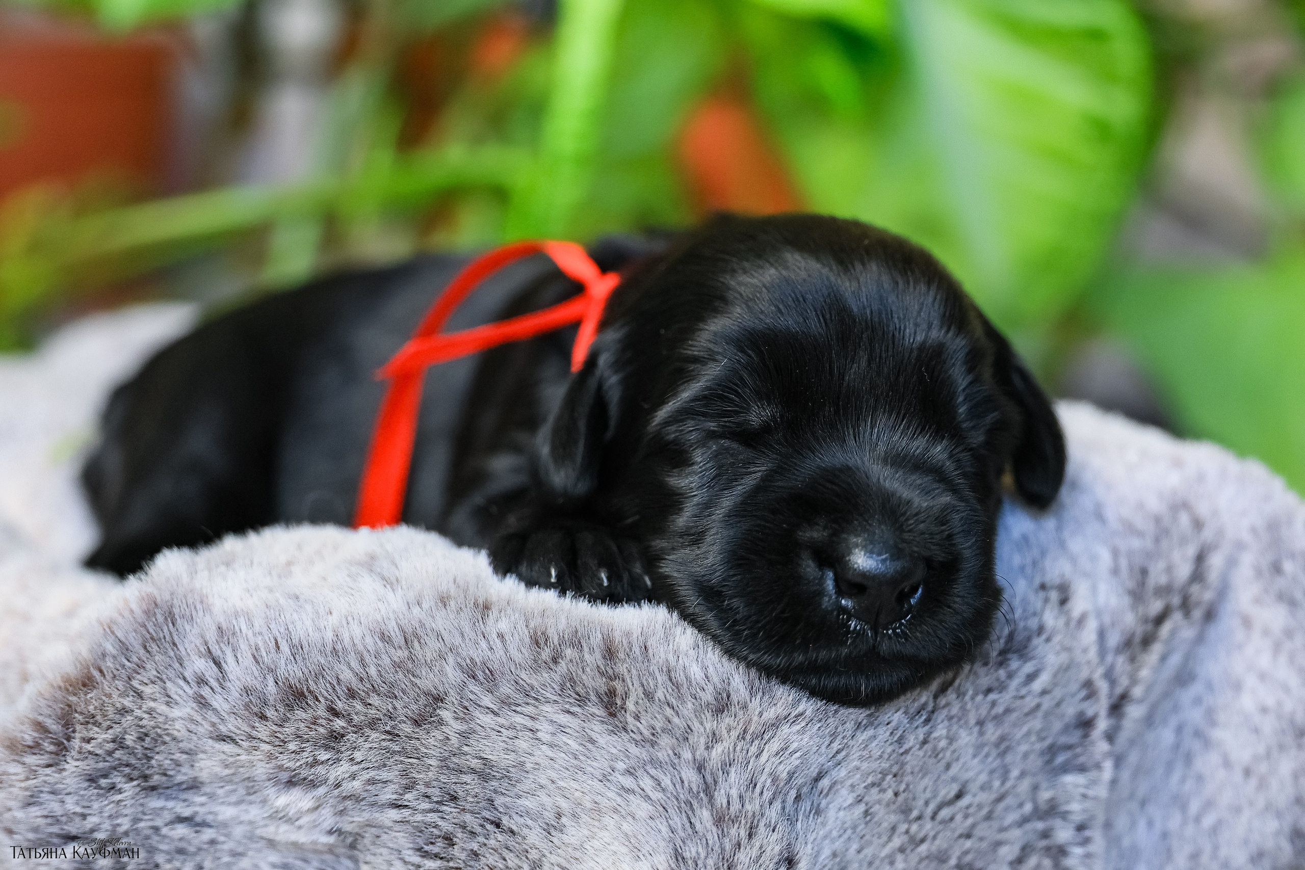 ризеншнауцер, щенки ризеншнауцера, фотограф собак, фотограф анималист, фотосессия щенков