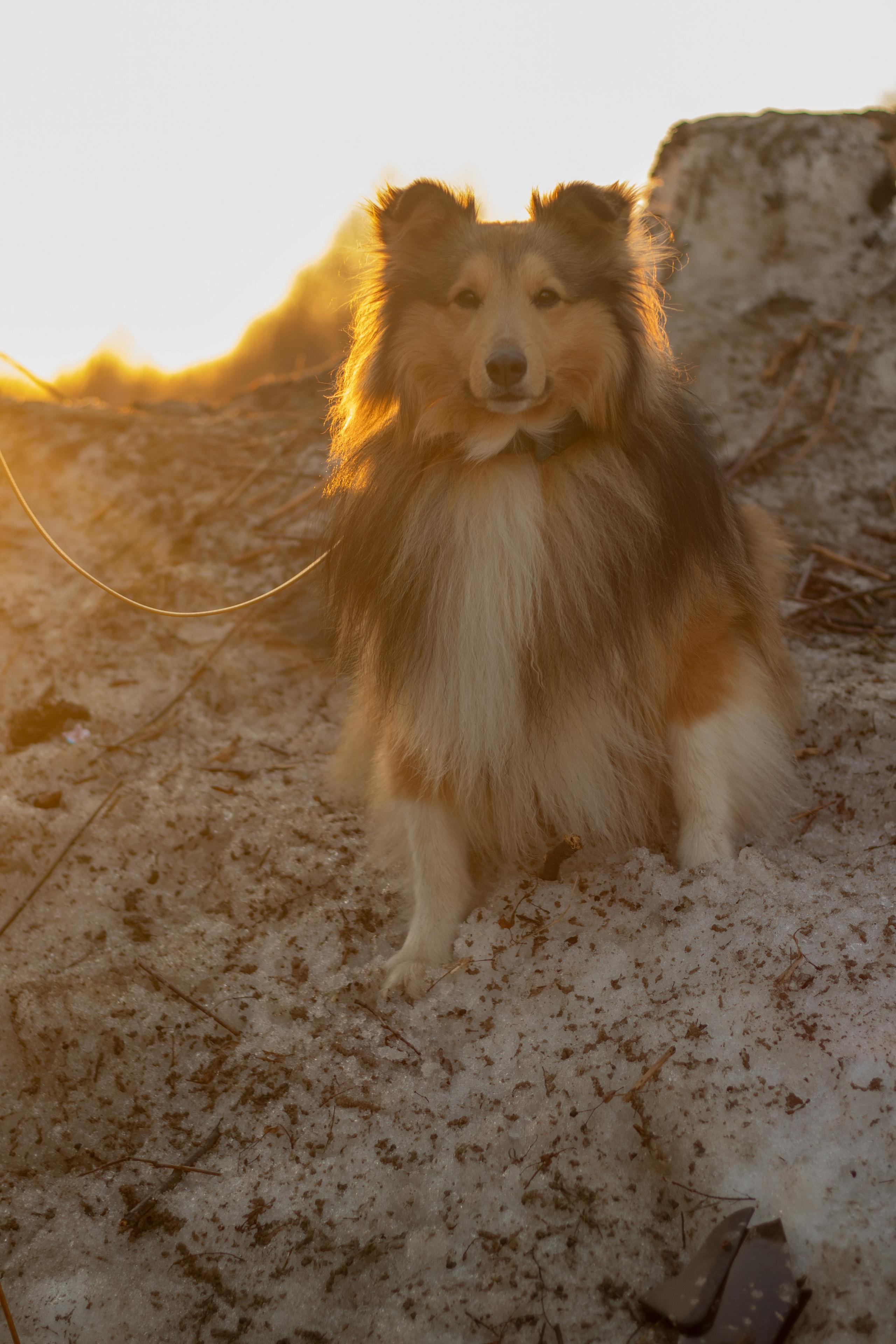 Арчи мой питомец шелти. Катя Попова|ЛайфСтайл фотограф
