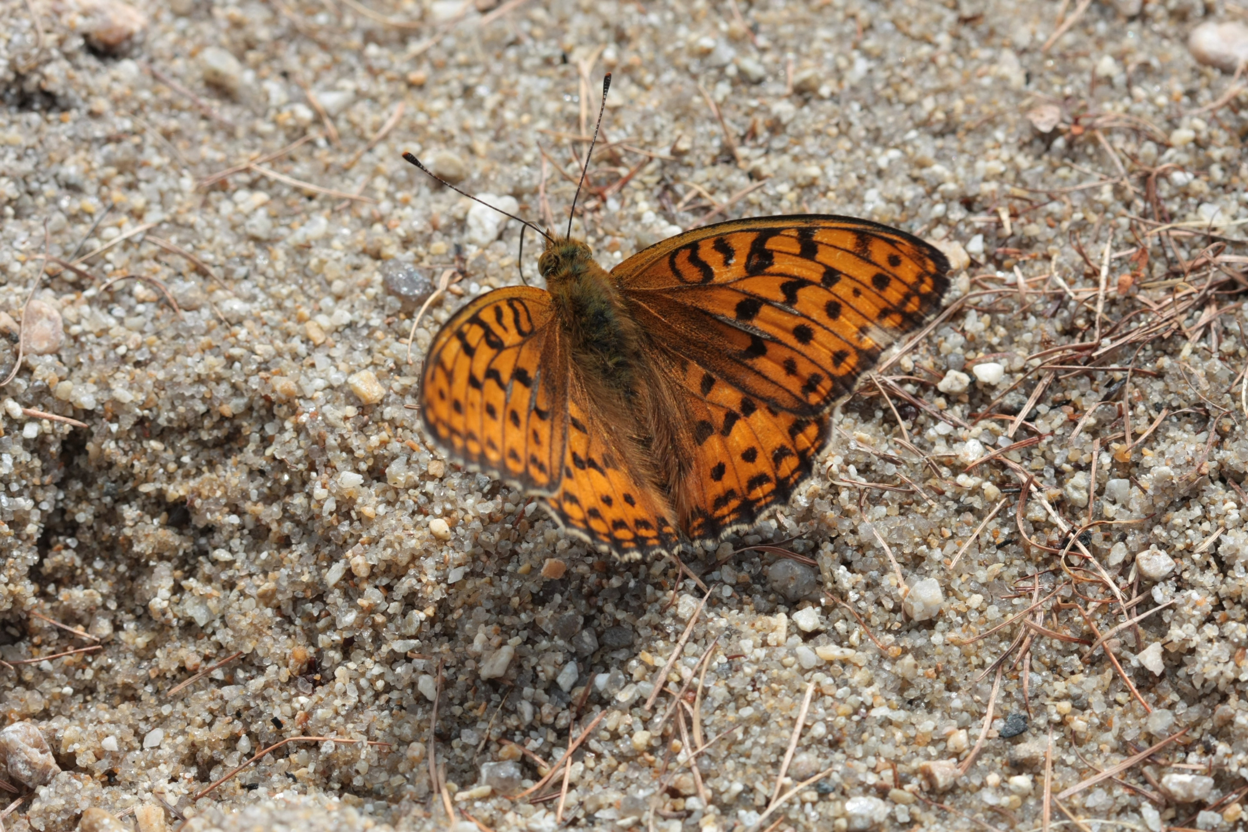 Фото Природы Забайкалья. Студия Максима Белослюдцева