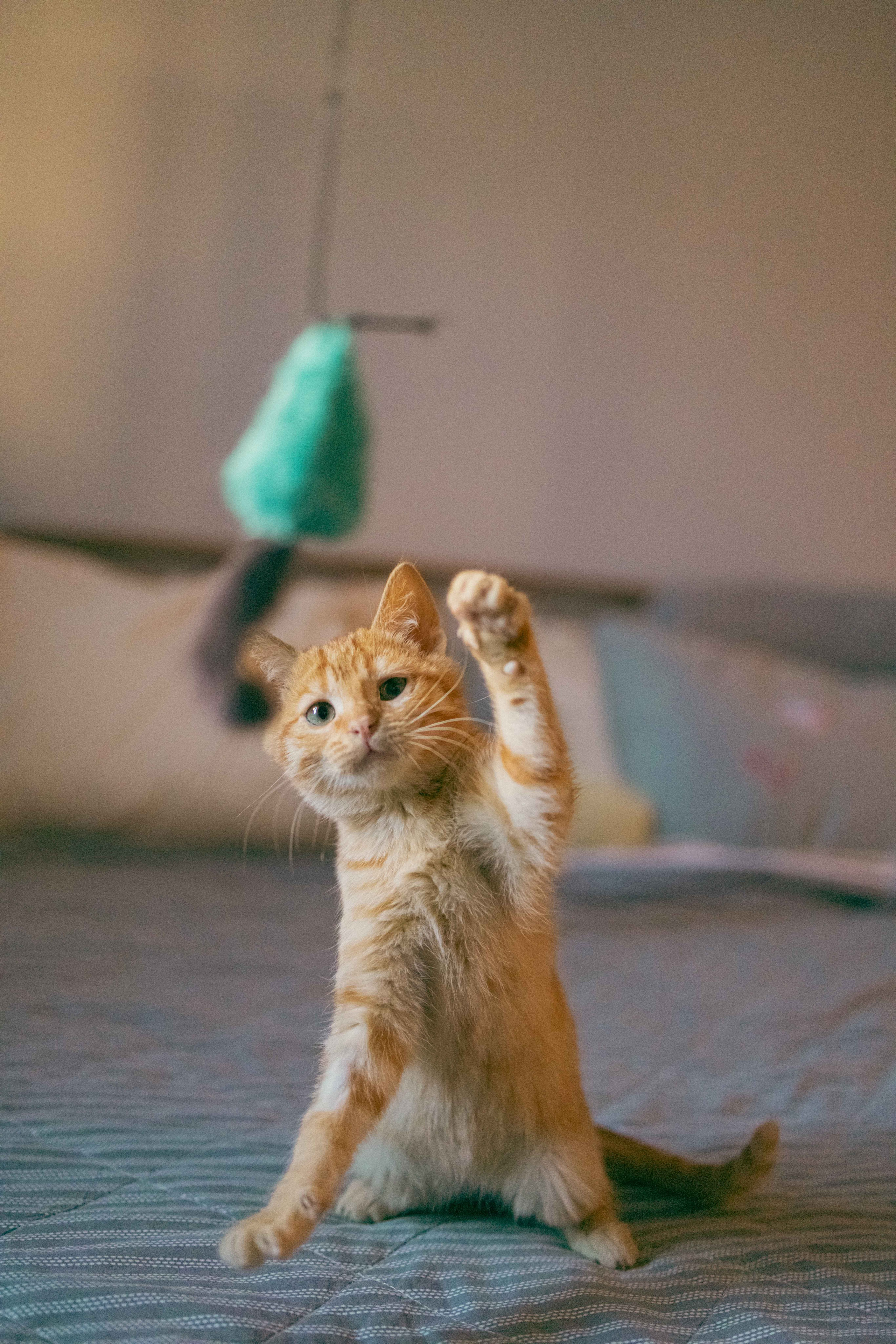 Кускус. Фотограф-анималист в Москве Лера Черноног