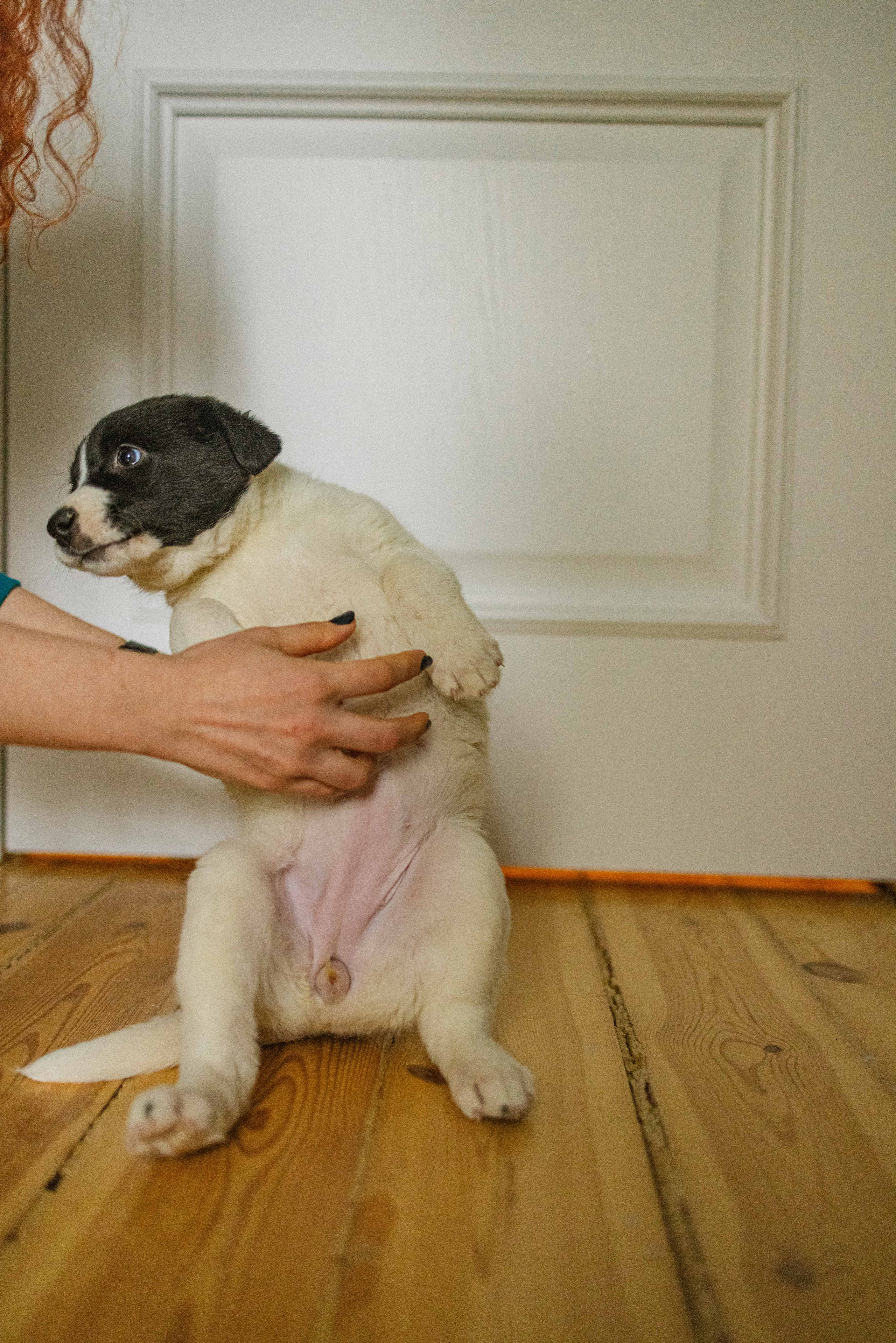 Щеночки. Фотограф-анималист в Москве Лера Черноног