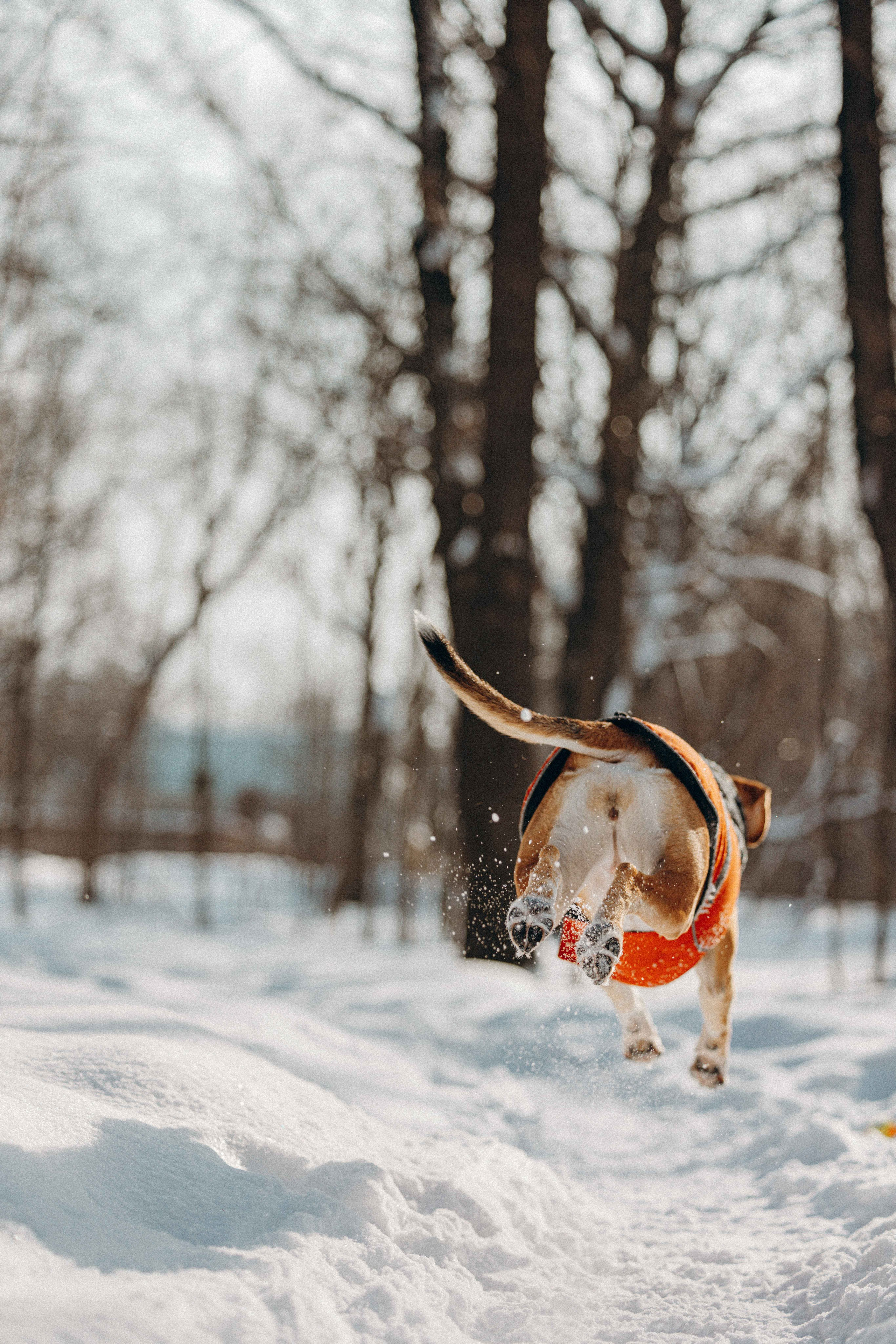 Свобода и ее семья. Фотограф-анималист в Москве Лера Черноног