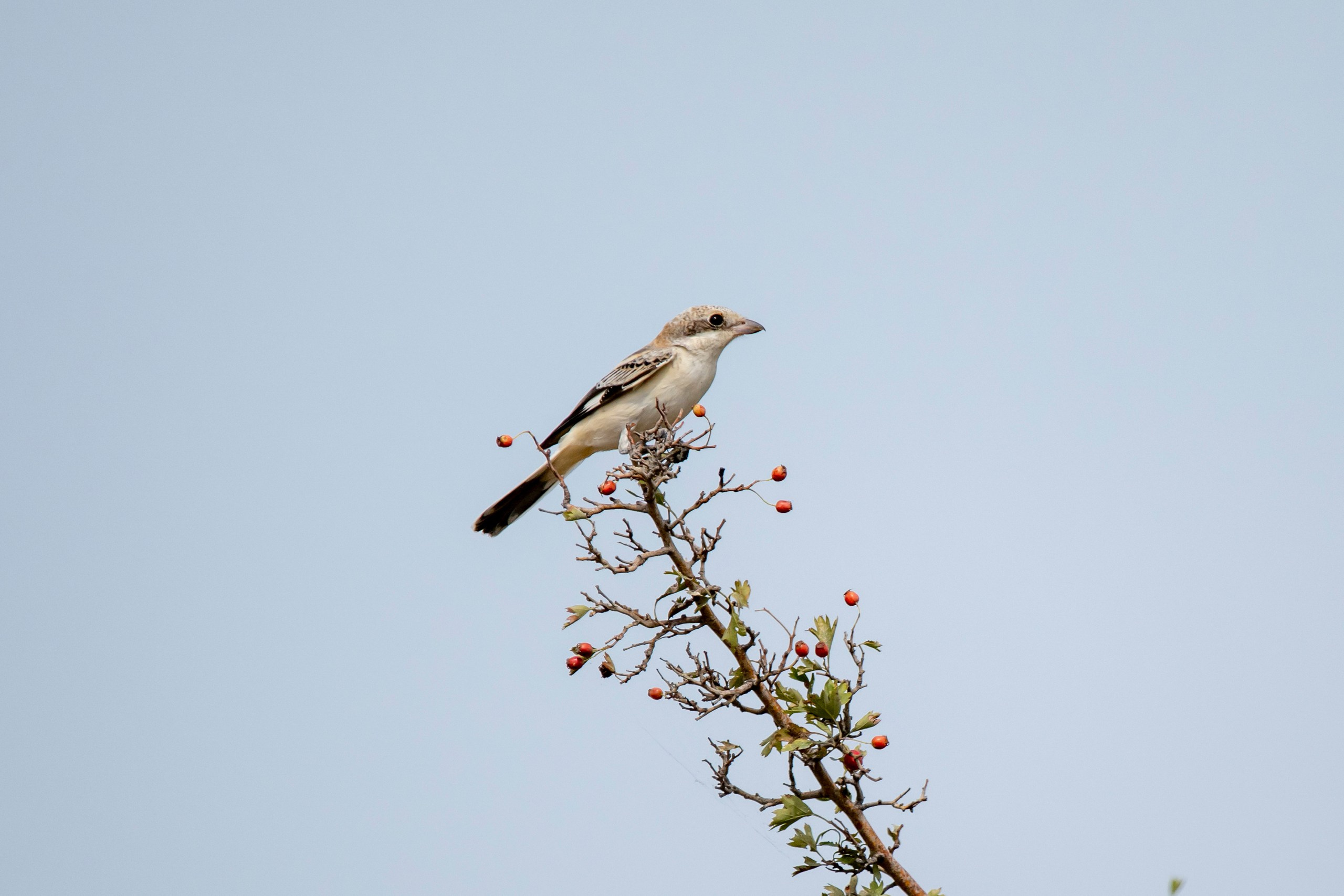 Природа Дагестана, сентябрь 2024. Foto-Zuev фотография как искусство