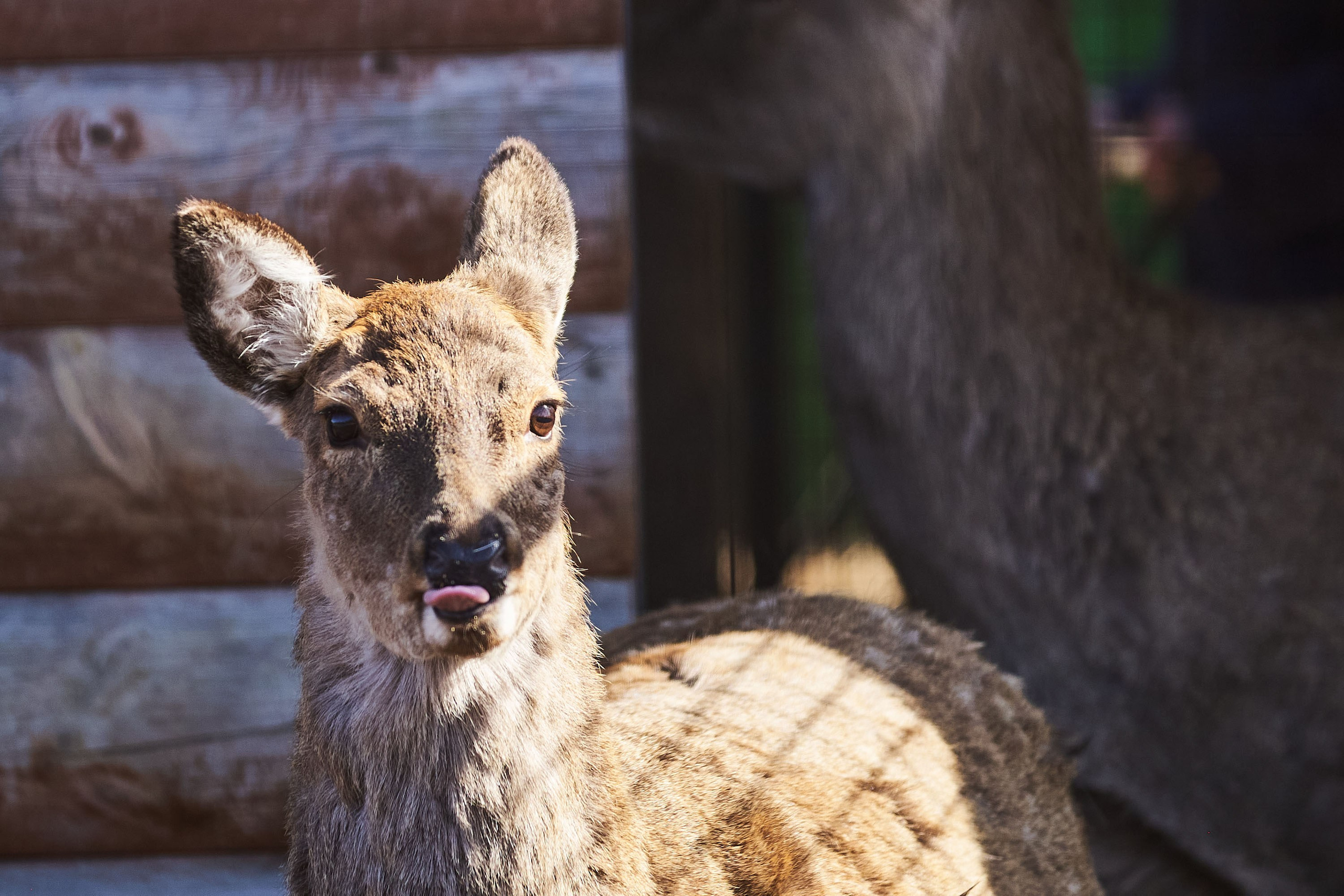 Зоопарк Иваново. Фотограф в Иваново: Каталожная съемка одежды и постельного белья, Wildberries