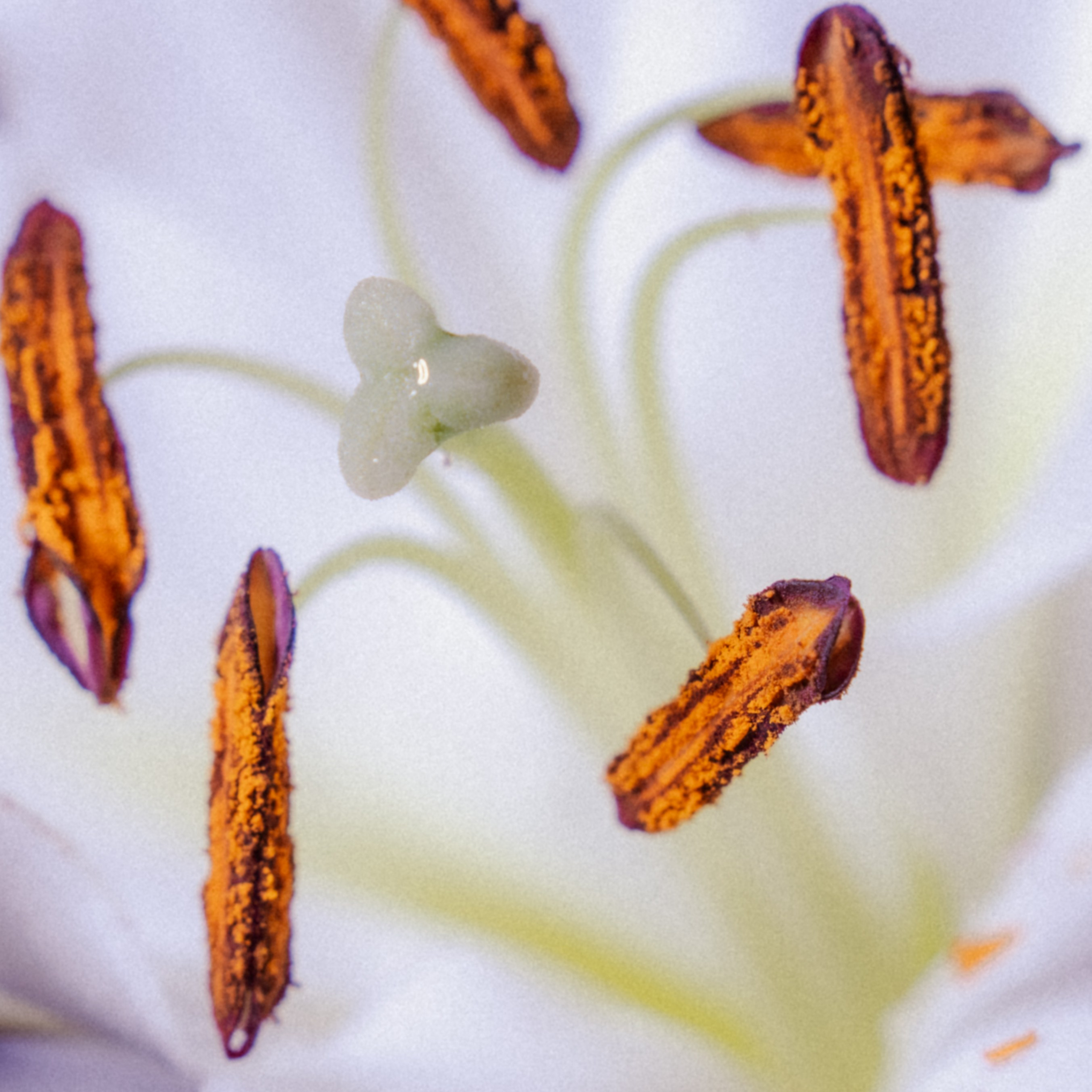 Свобода и мир. Творения свободного художника