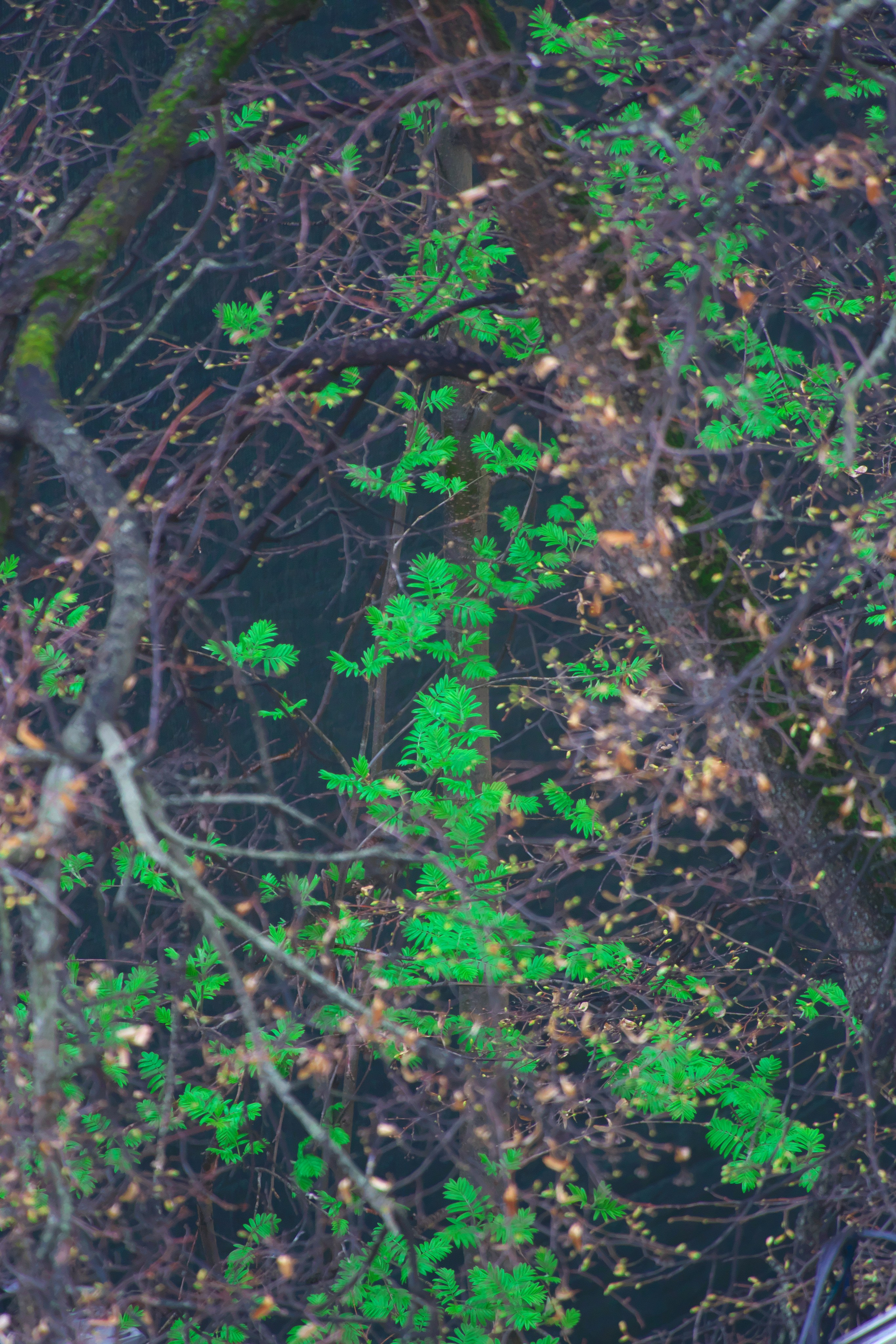 Первые весенние листочки 🌿. Миша Печёнкин | фотография
