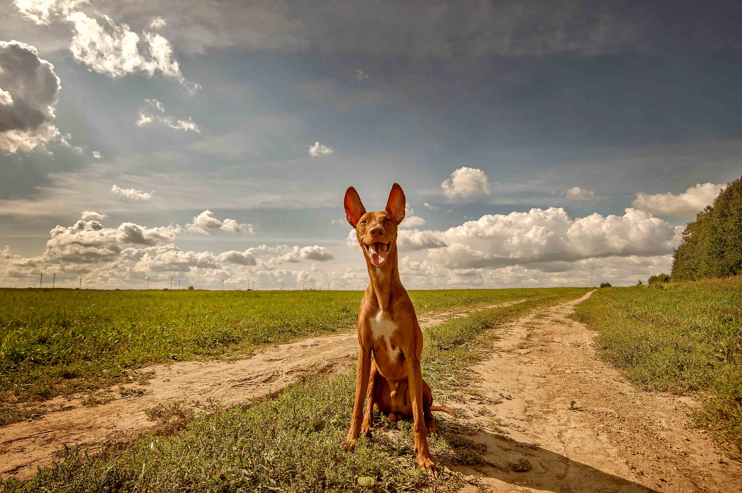 Собаки. Портретная и свадебная фотосъемка. Москва и область