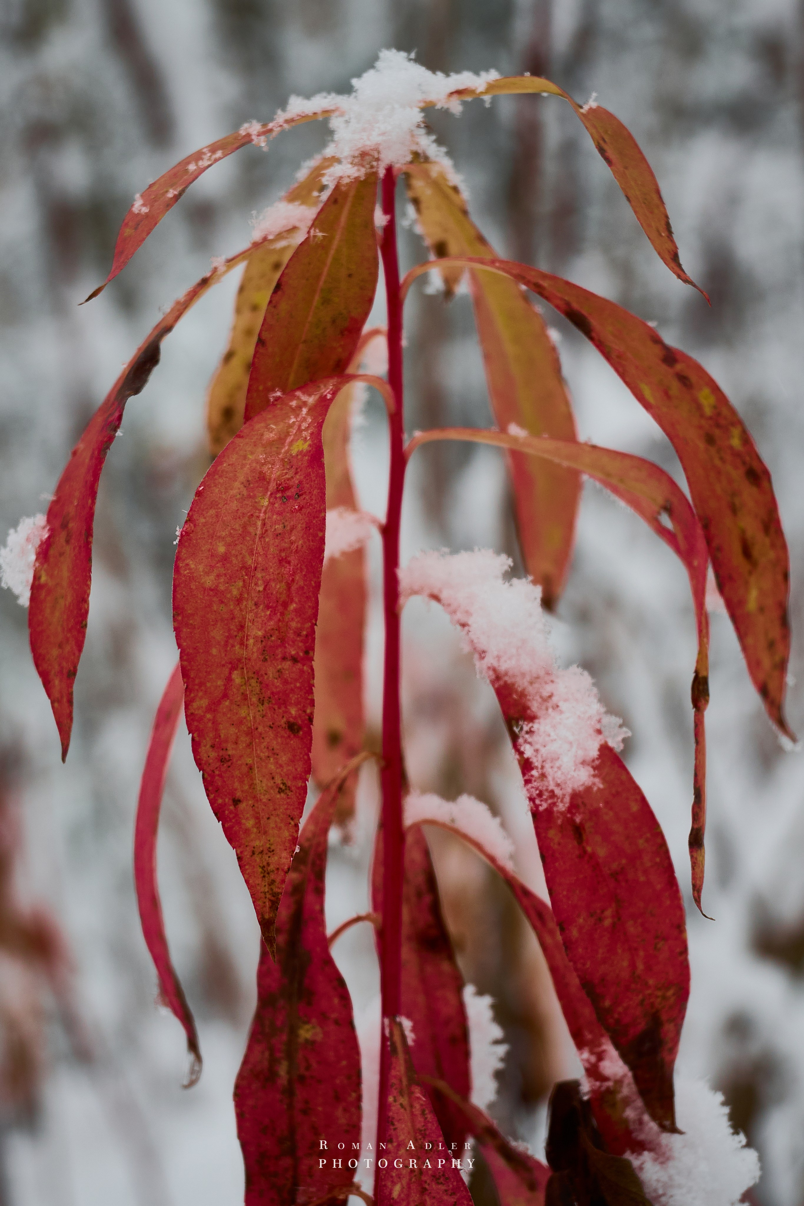 Первый снег. Ноябрь 2024. Фотограф Роман Адлер