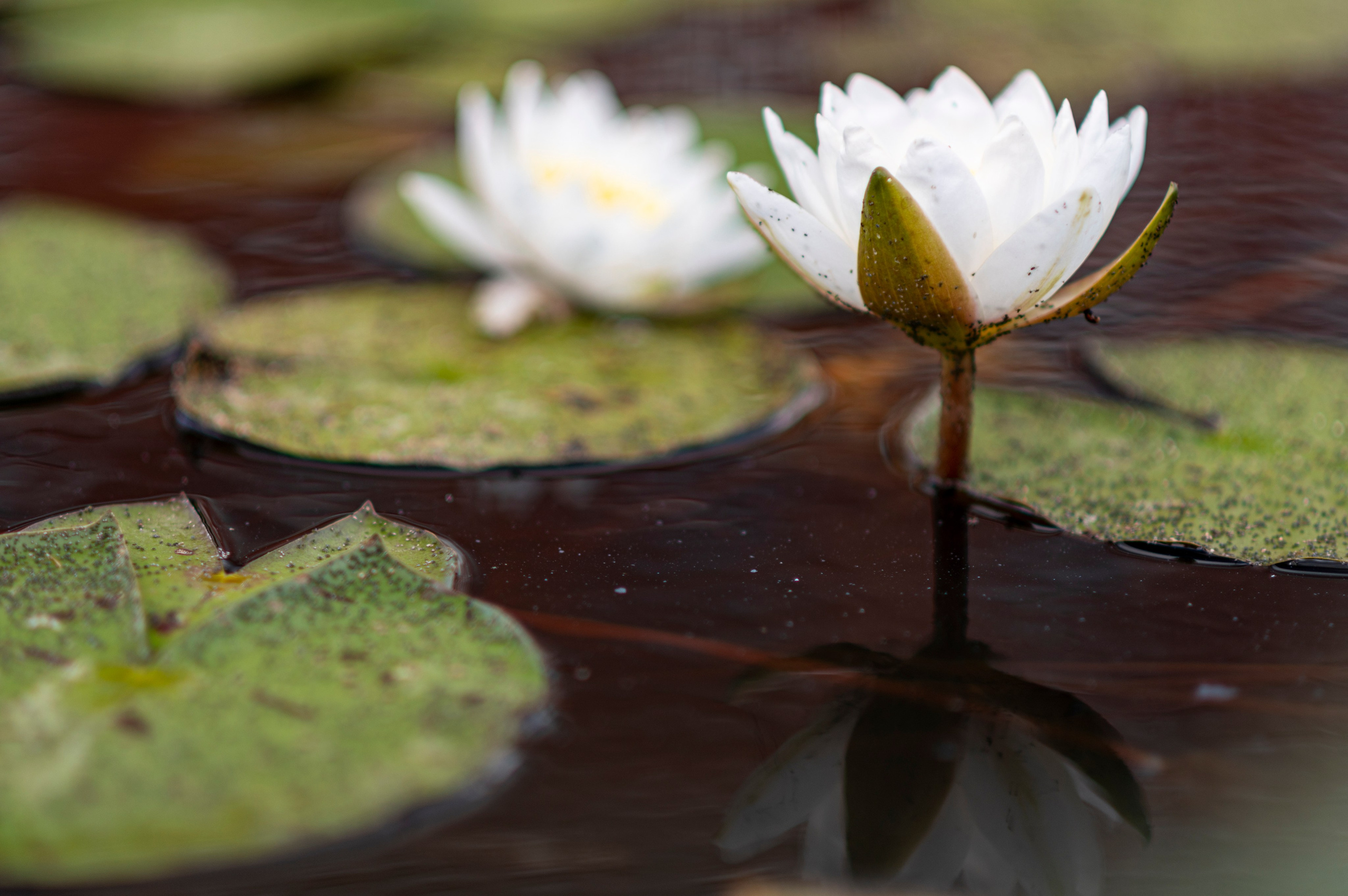 Муром. Сентябрь 2022. Фотограф Роман Адлер