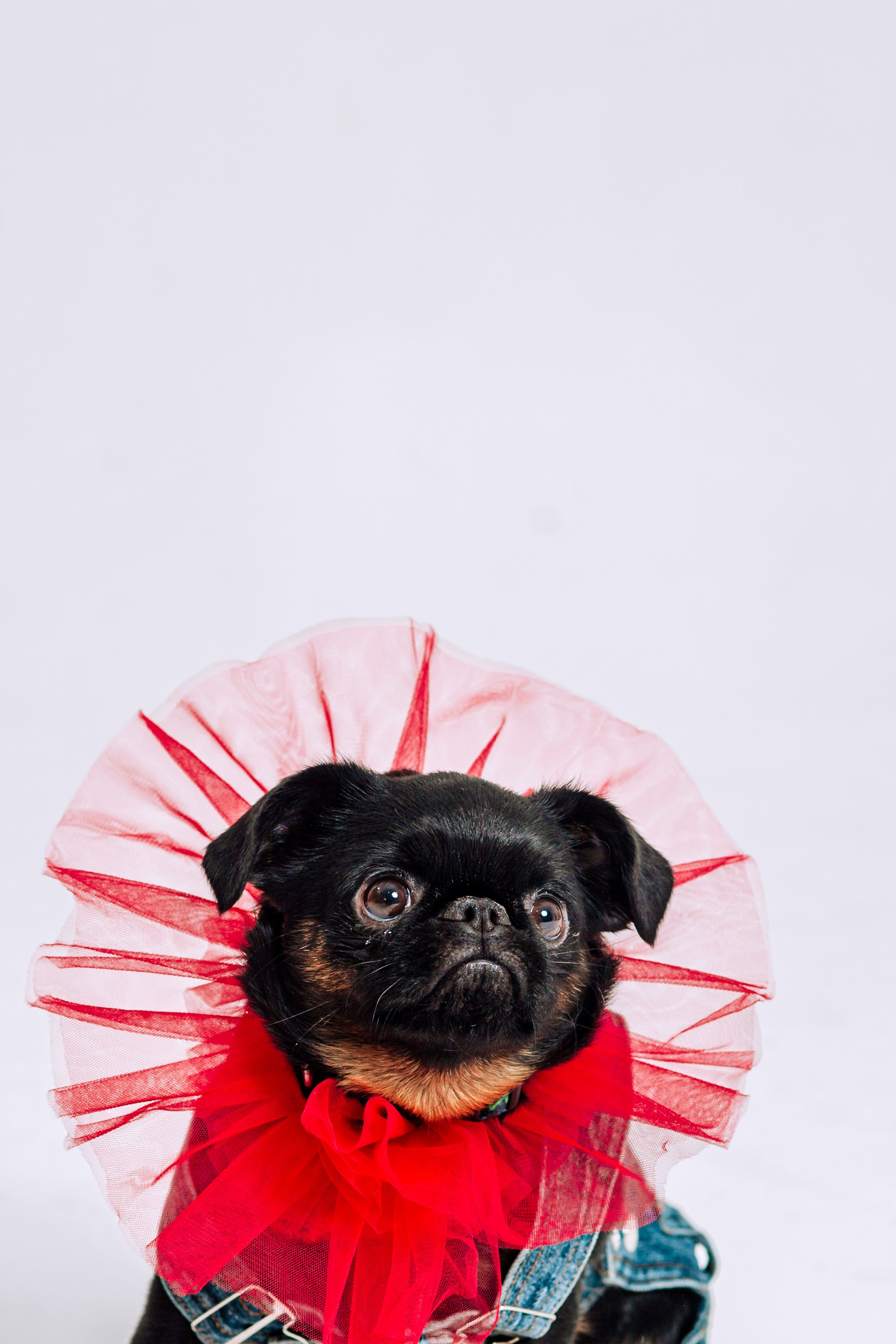 Бульвстреча 2025. Фотограф-анималист Татьяна Степанова