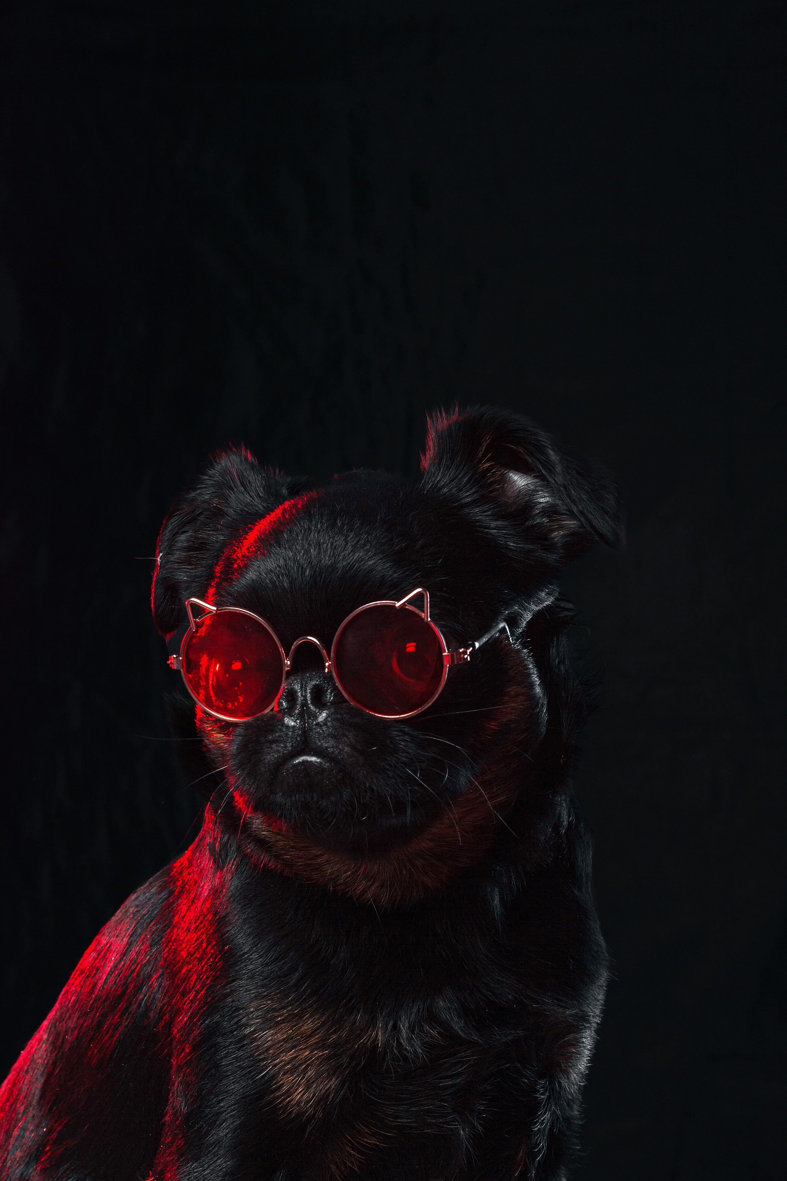 Студийная фотосессия с цветным светом. Фотограф-анималист Татьяна Степанова