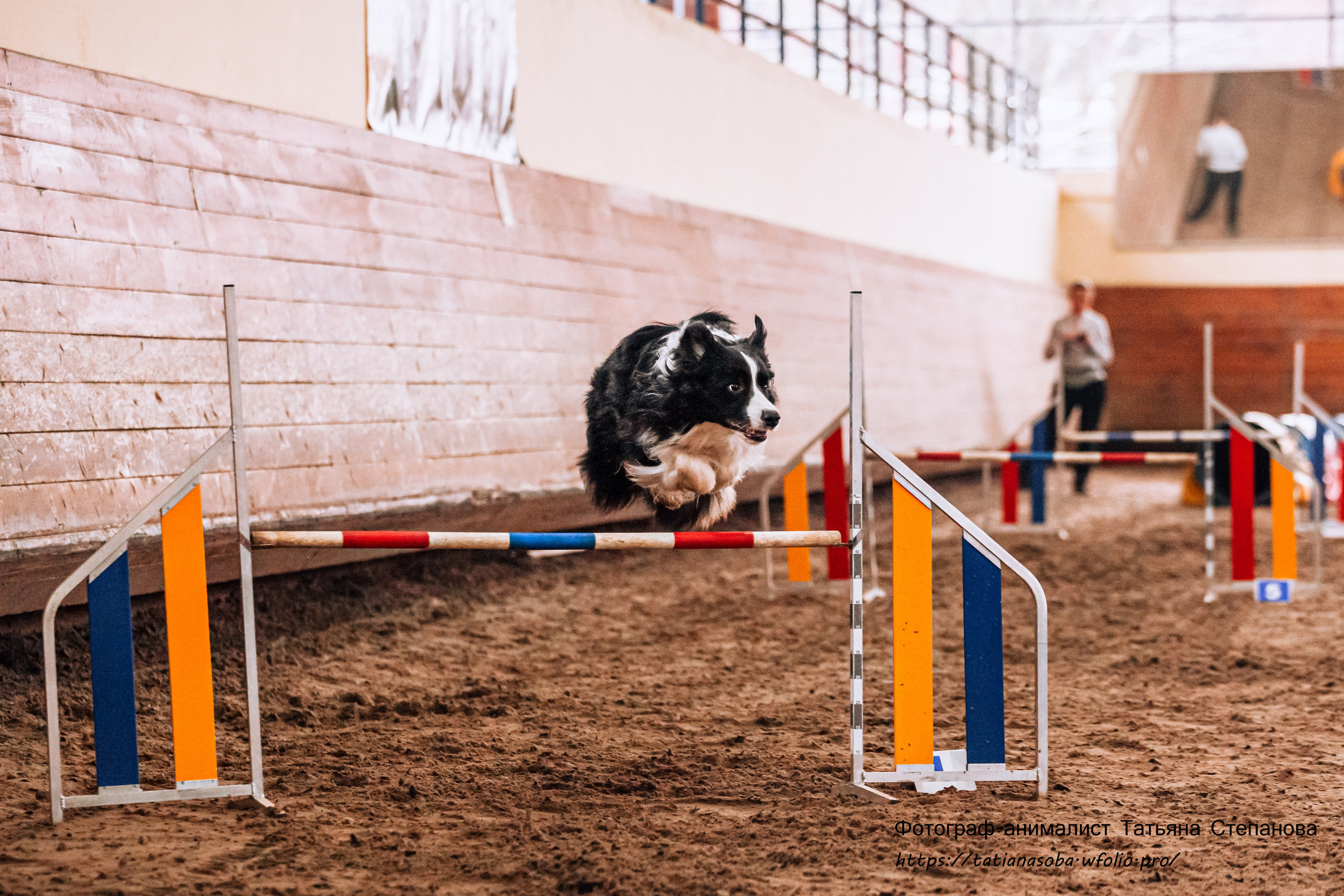 Соревнования по Аджилити 25.02.2024. Фотограф-анималист Татьяна Степанова