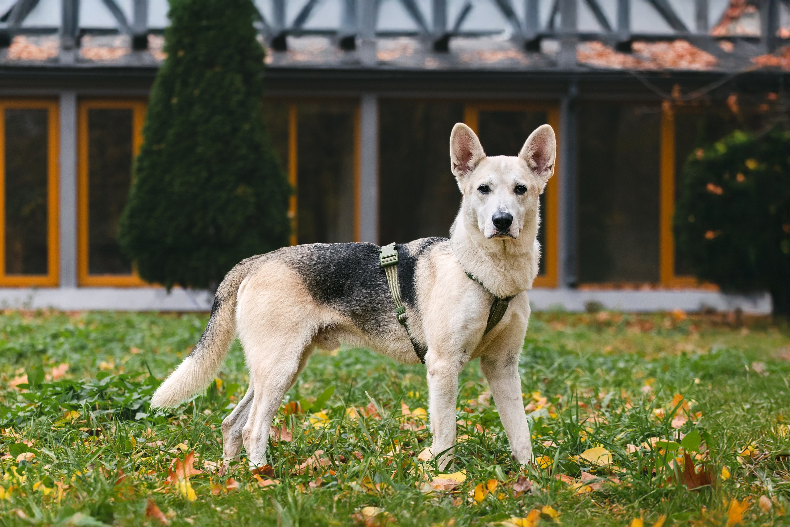 Собаки из приюта Дубовая роща осень 2025. Фотограф-анималист Татьяна Степанова