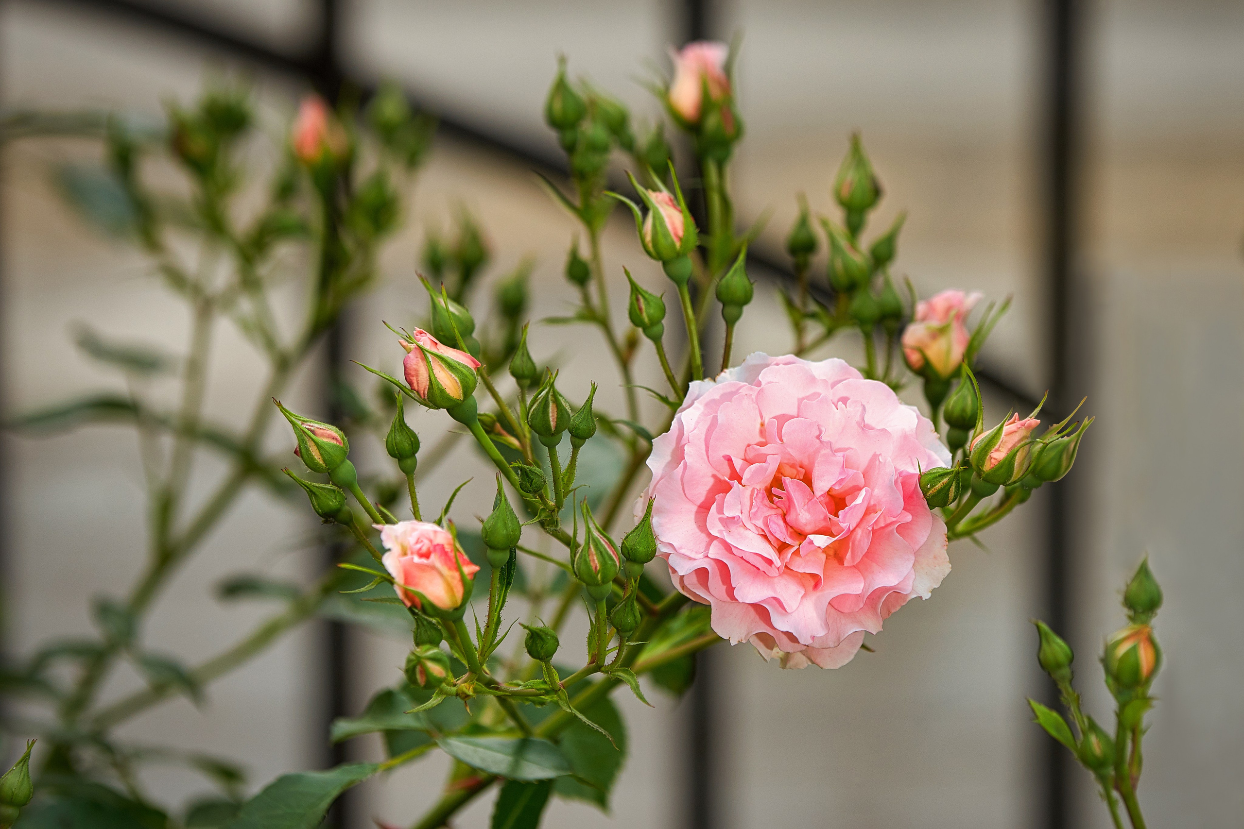 Наша мать — природа. Фотограф Владимир Артамонов