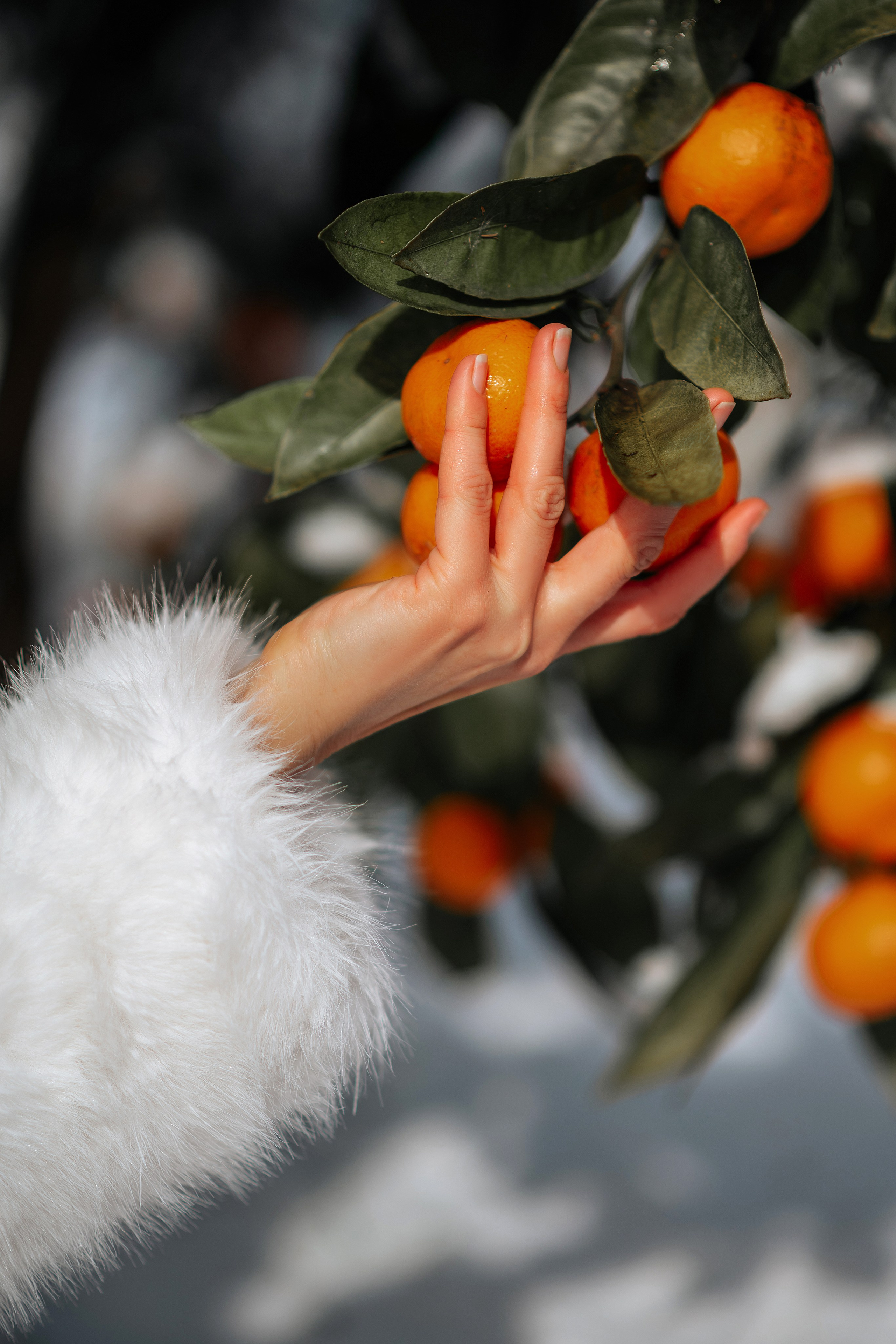 Мандарины. Фотограф в Крыму Дарья Колесник