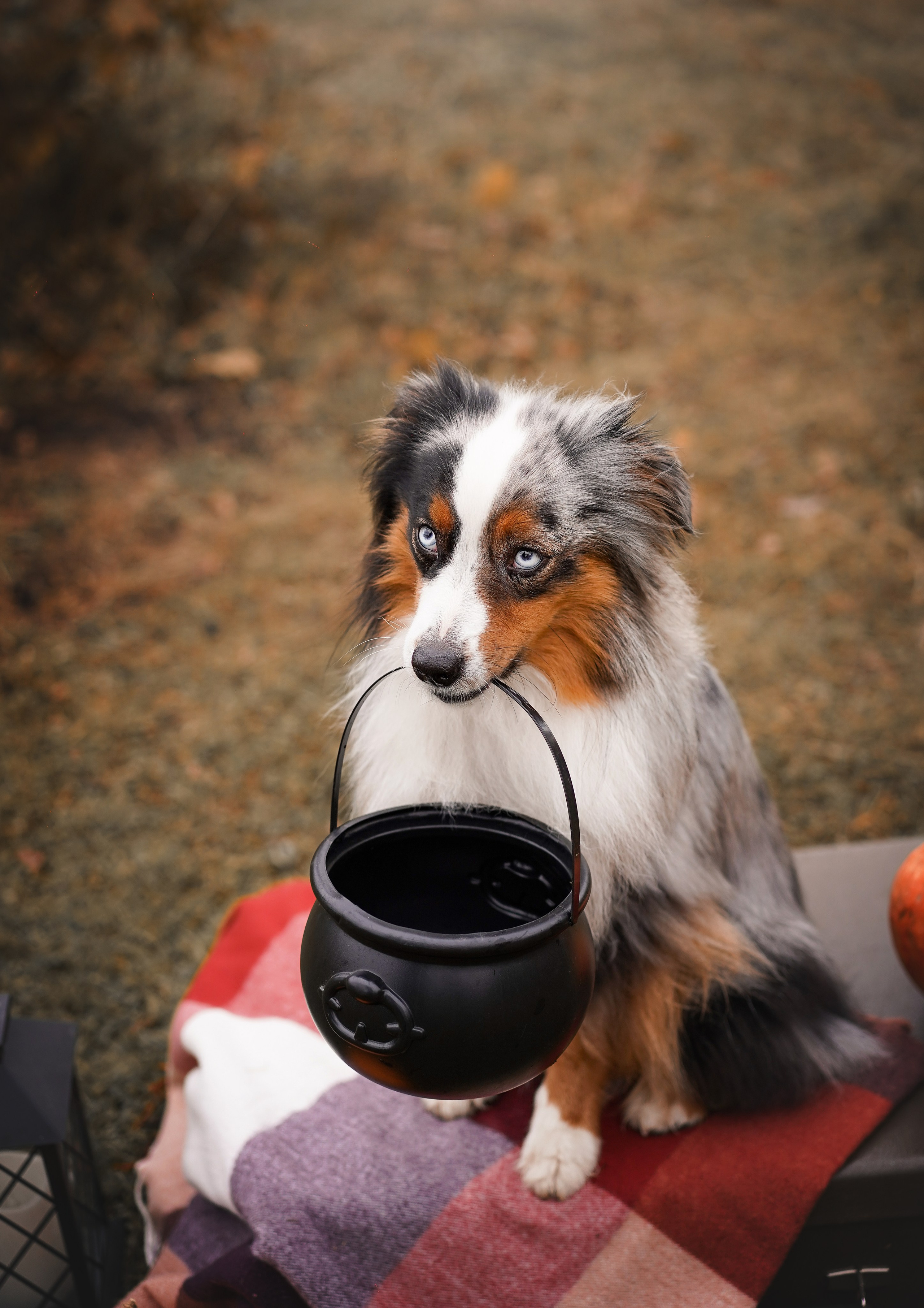 Фотодень Хэллоуин 2025. Фотограф-анималист в Санкт-Петербурге Яна Мартынова