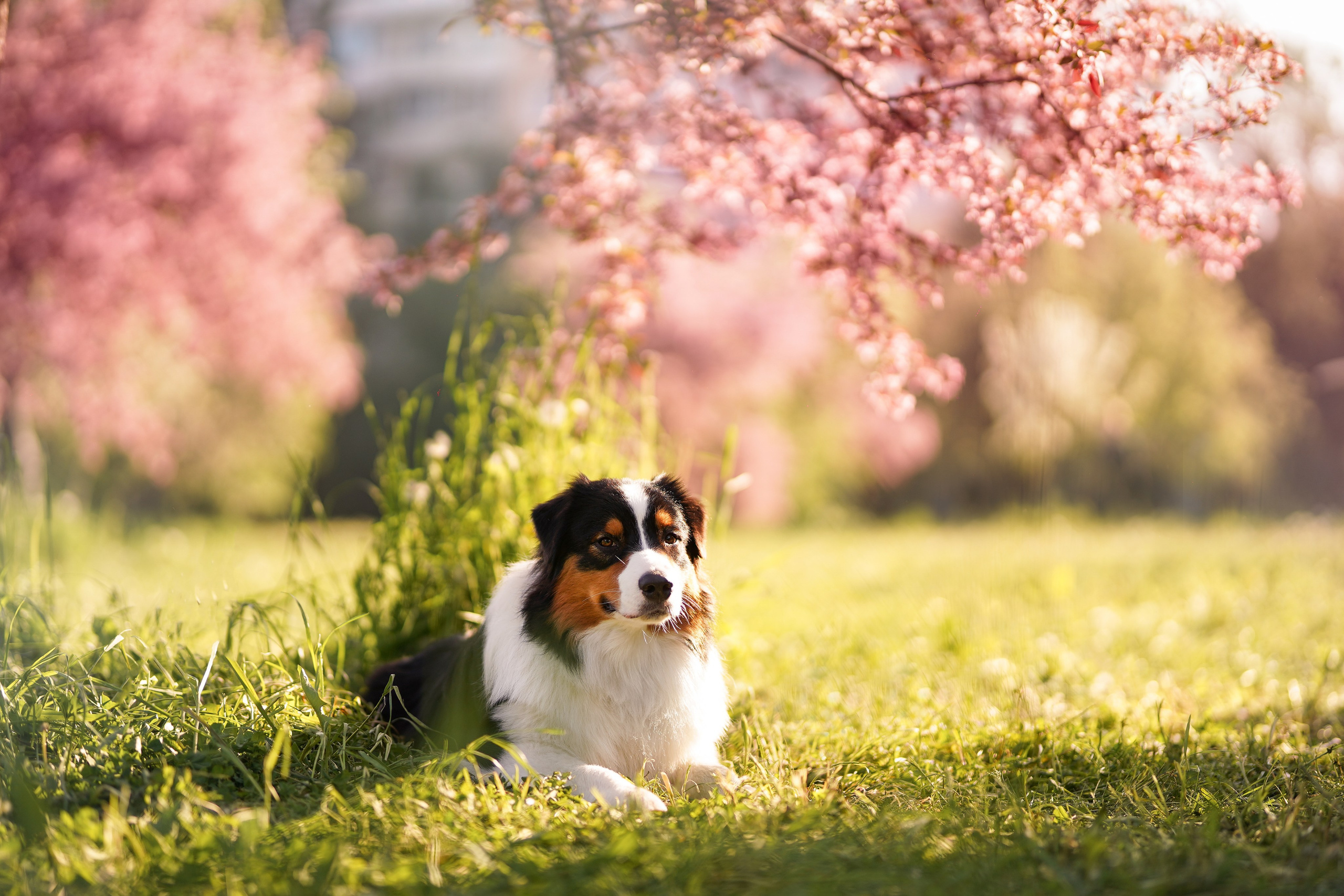 Аусси в Яблоневом саду. Фотограф-анималист в Санкт-Петербурге Яна Мартынова