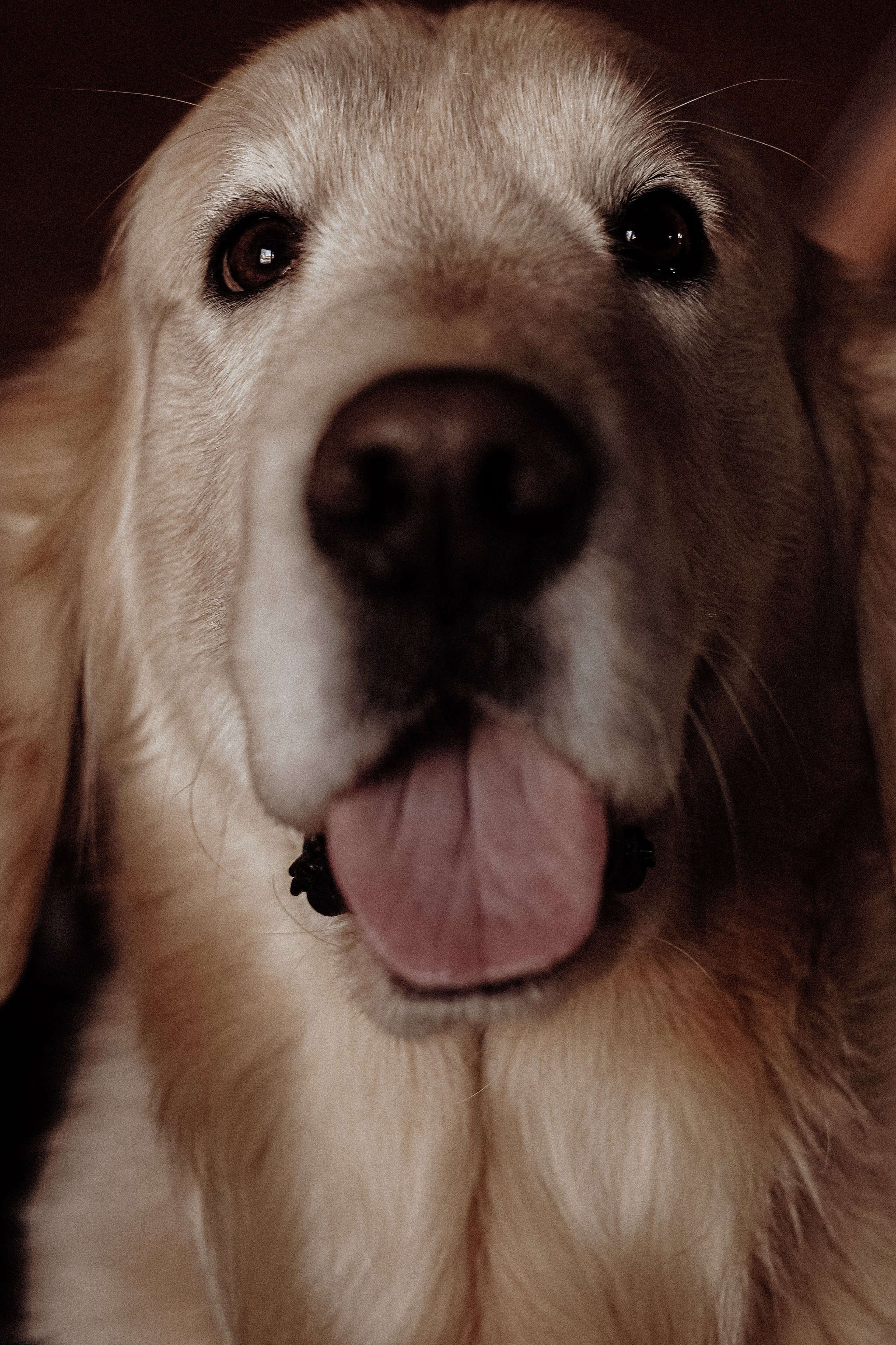 Лучший друг. Свадебный и семейный фотограф Афанасьева Анна в Кисловодске