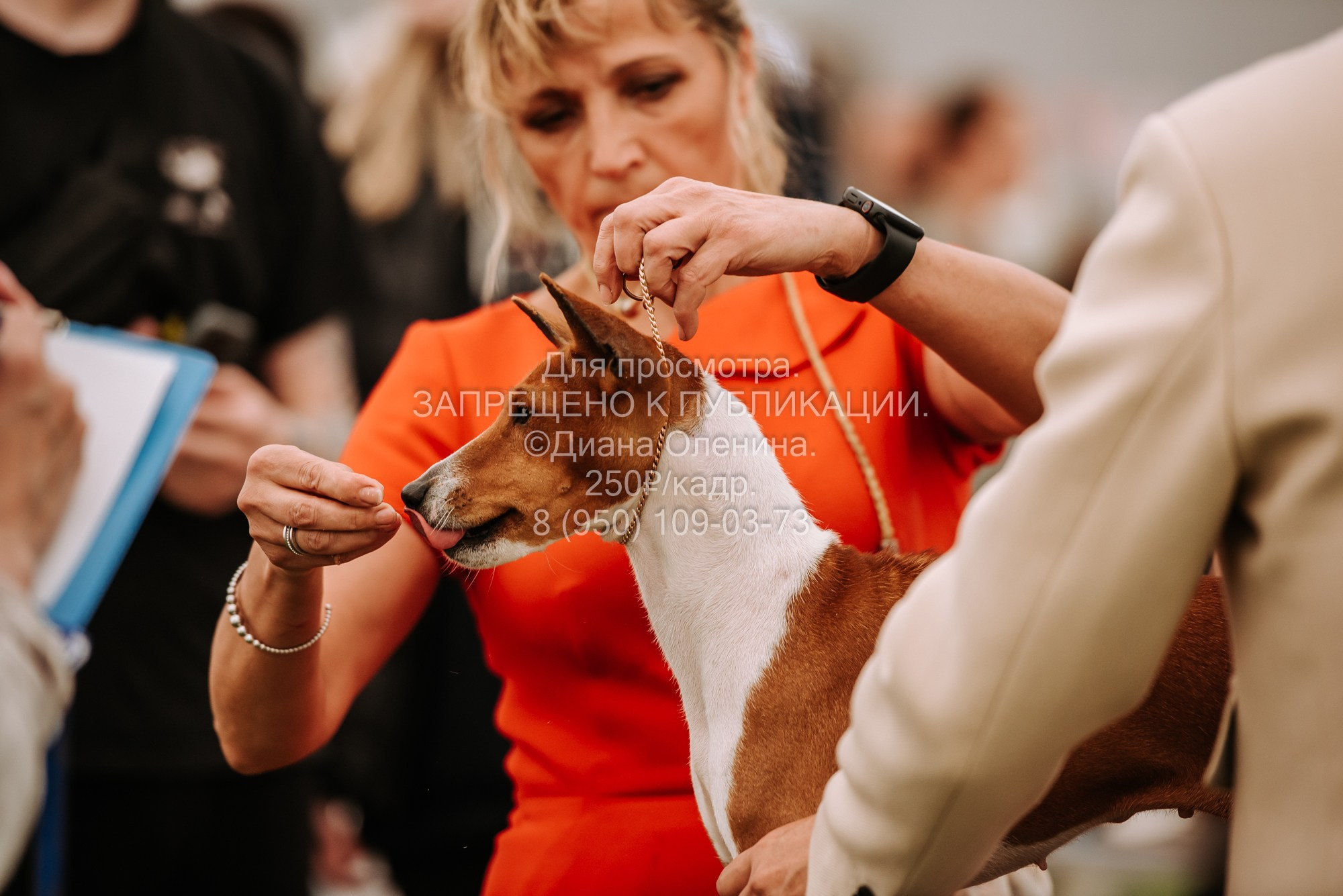 Выставка собак Красноярск 2.06. Фотограф Диана Оленина Красноярск / Братск
