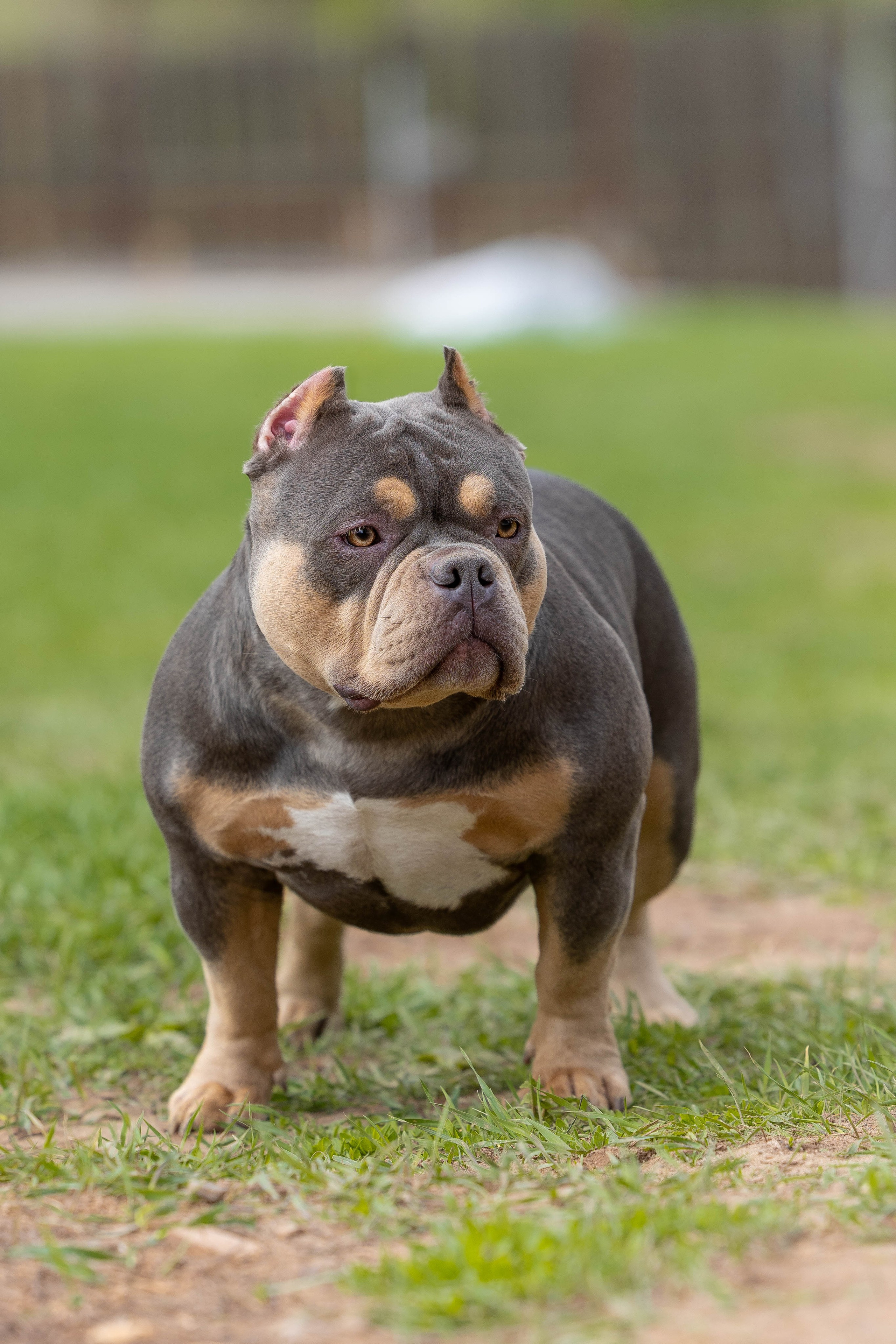 Щенки булли. Фотограф Анималист в Перми Анастасия Остерман