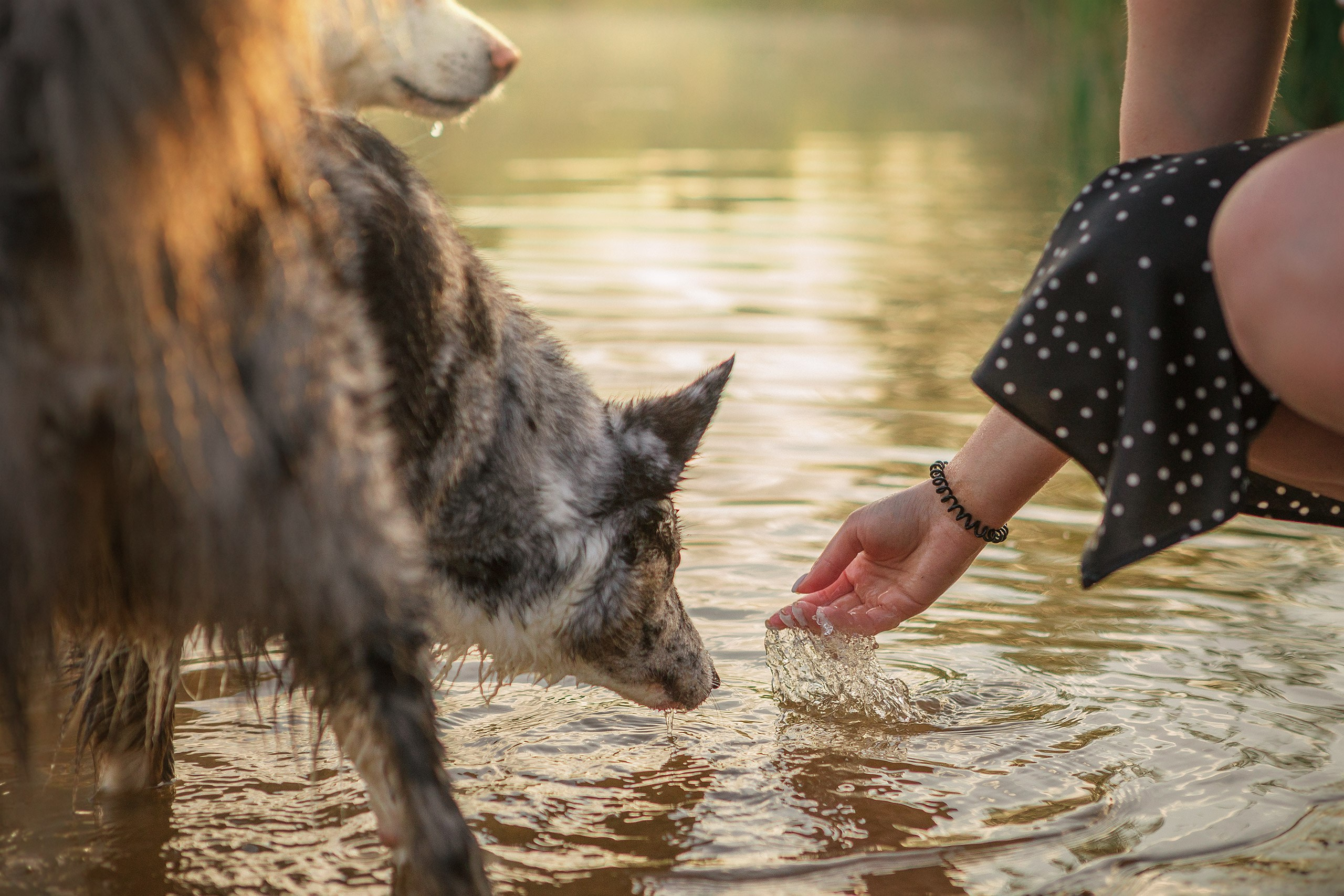 Таня и команда на рассвете. Фотограф анималист Кузнецова Анна Нижний Новгород