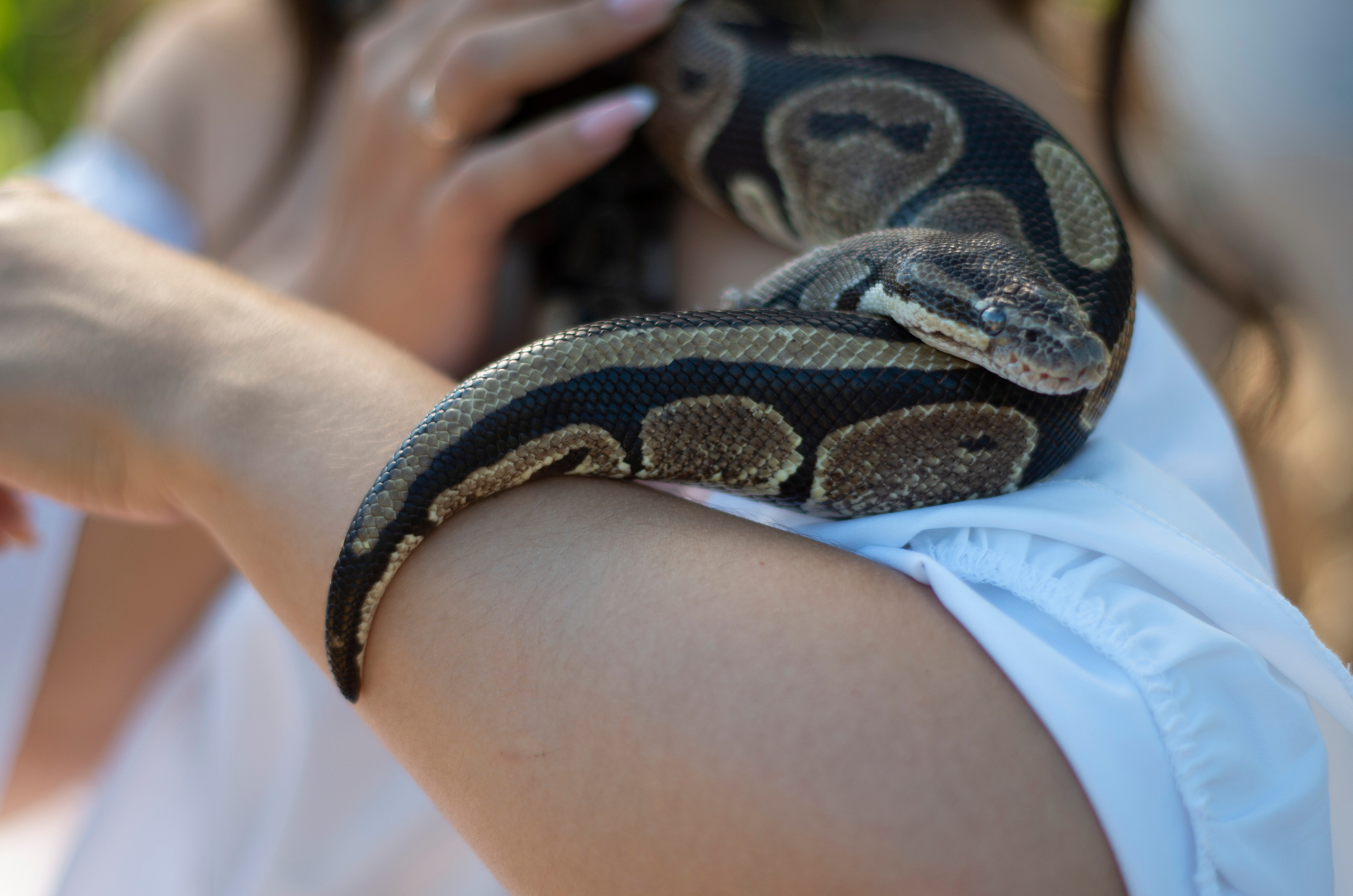 Будни Афродиты: фотосессия со змеёй. Фотограф Марина Доглядная Челябинск фотосессии с лошадьми, мотоциклами