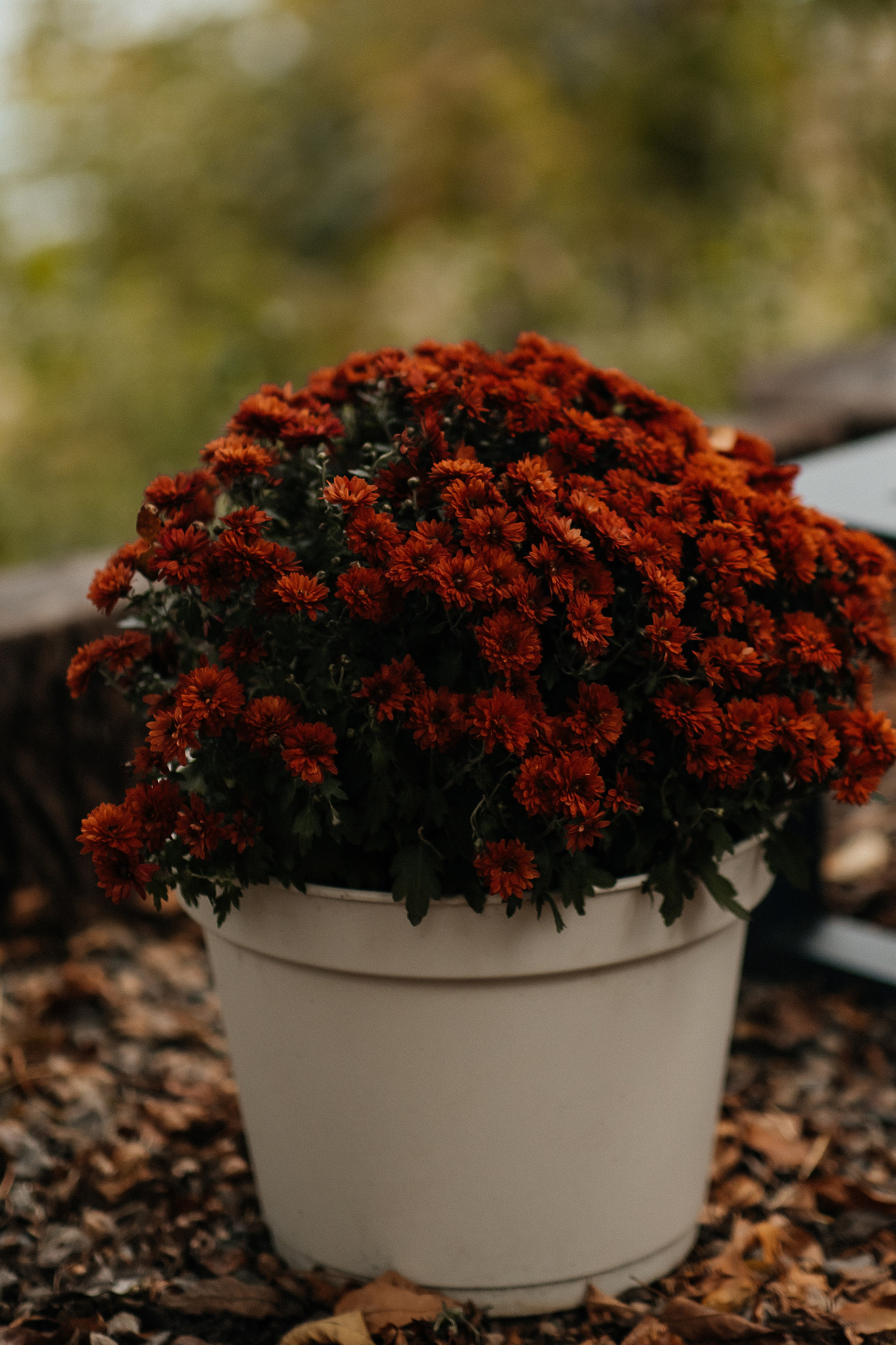 Маша и осень