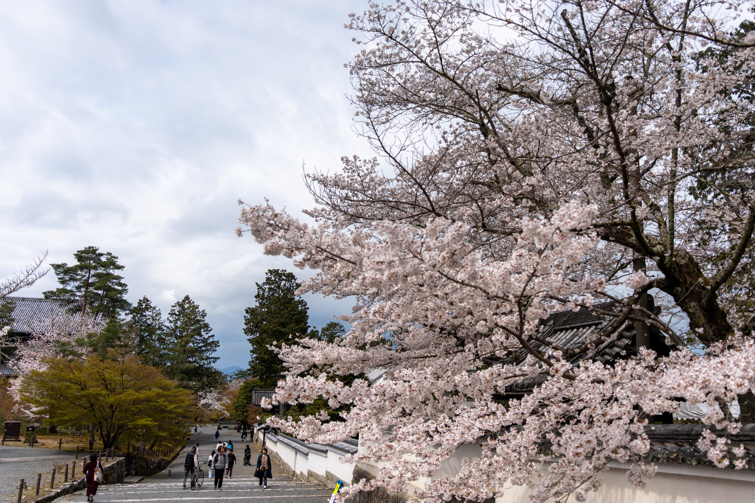 Япония, сакура. Творческие сьемки