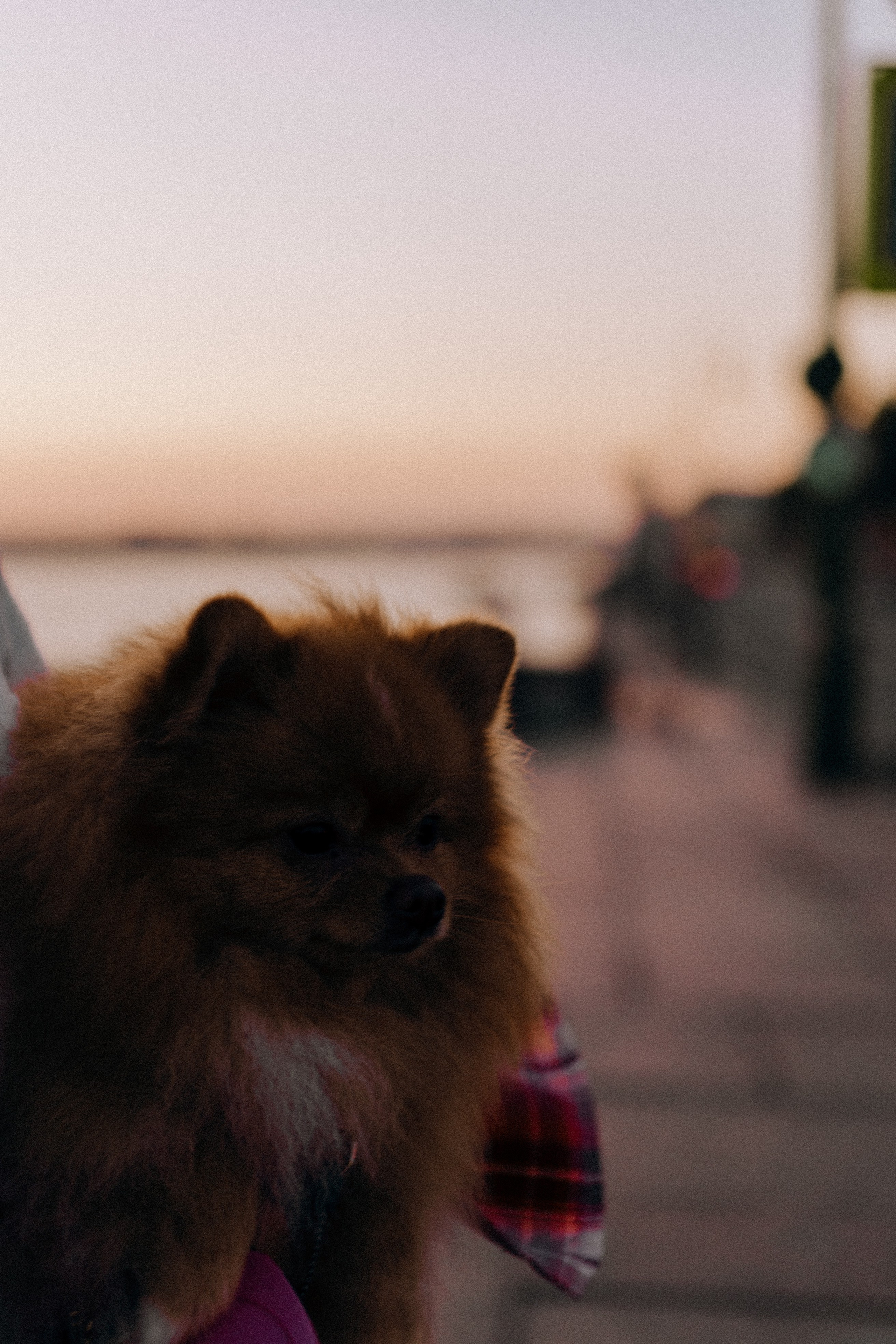 РАССВЕТНАЯ ИСТОРИЯ. Профессиональный фотограф, Санкт-Петербург — Виктория Богомолова