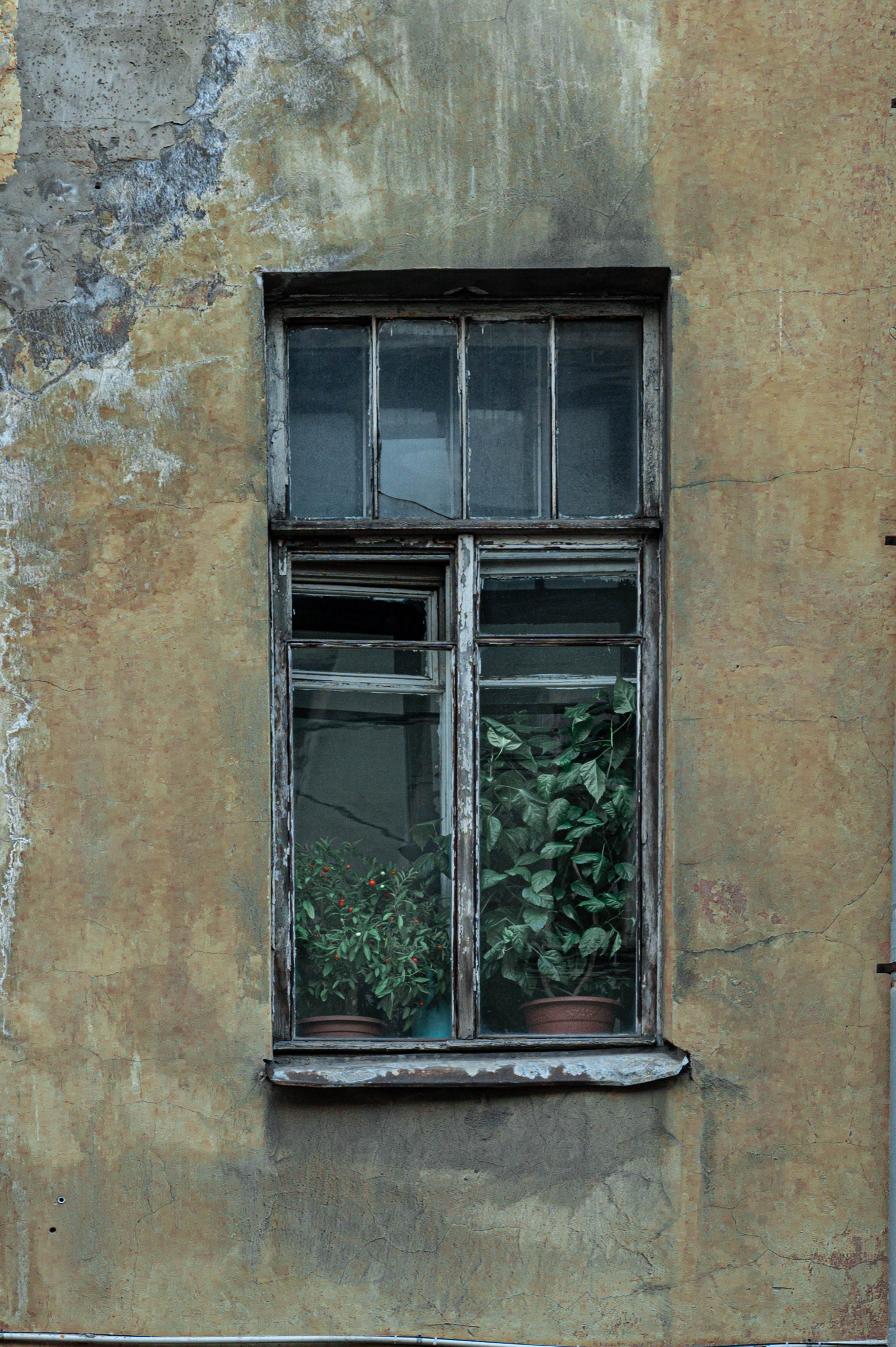 Репортажная фотосъёмка в Петербурге | Портретный фотограф Ольга Берёза. Экскурсовод в Санкт-Петербурге | Ольга Колоскова