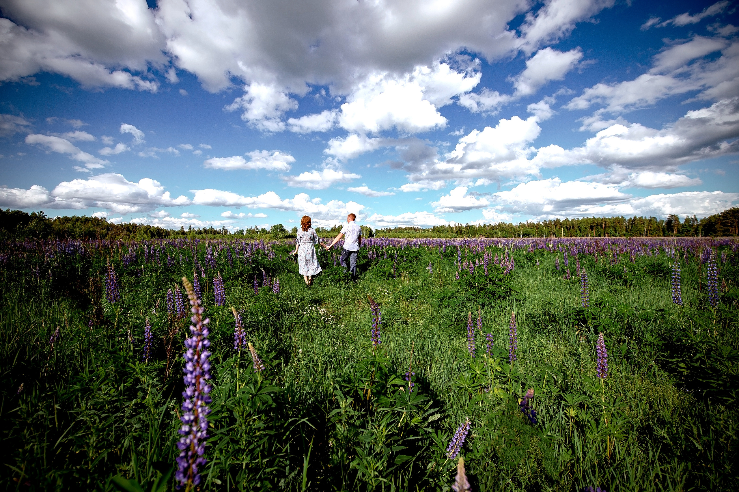 люпиновое поле фотосессия