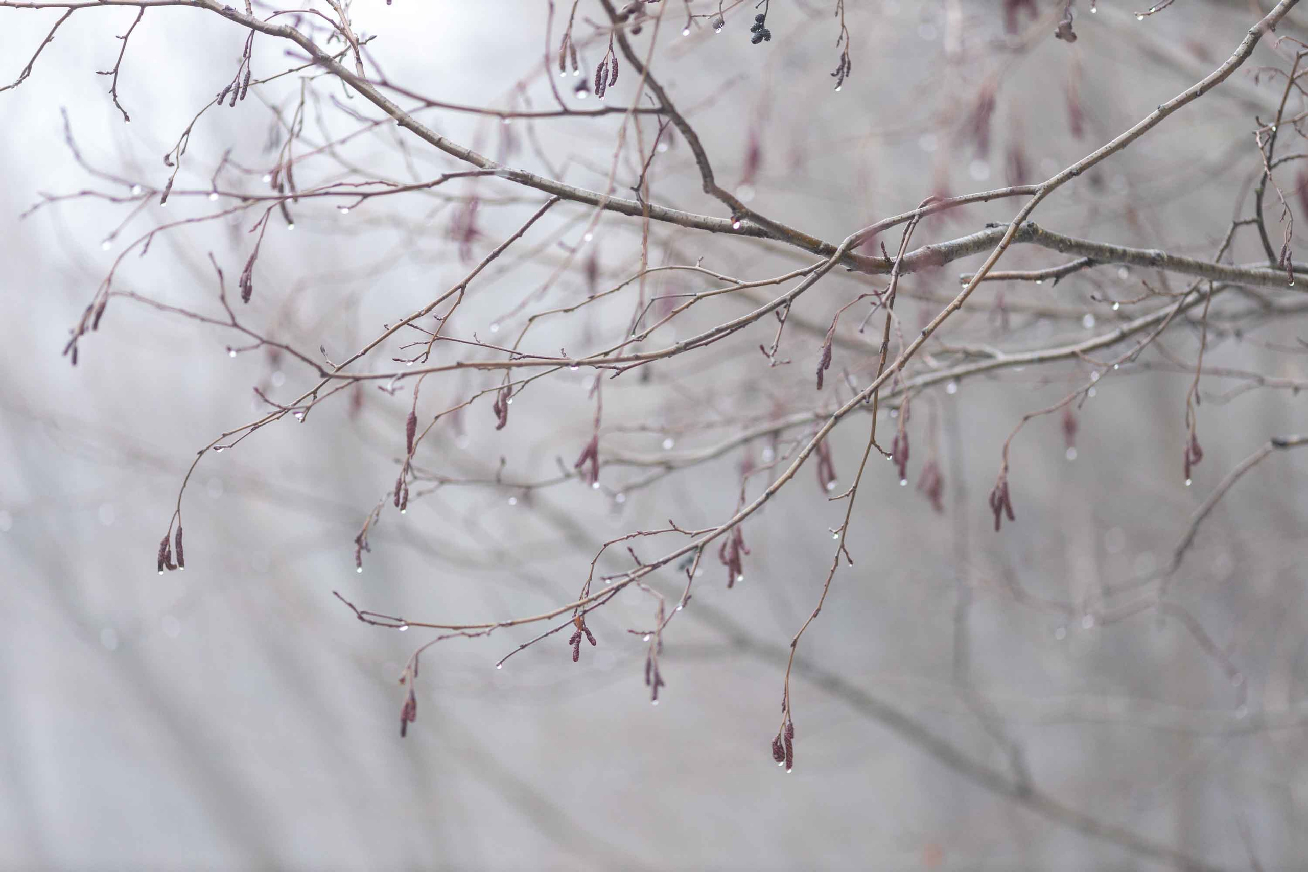 Природные пейзажи. Наталия Клевинскас портретный фотограф в Костроме